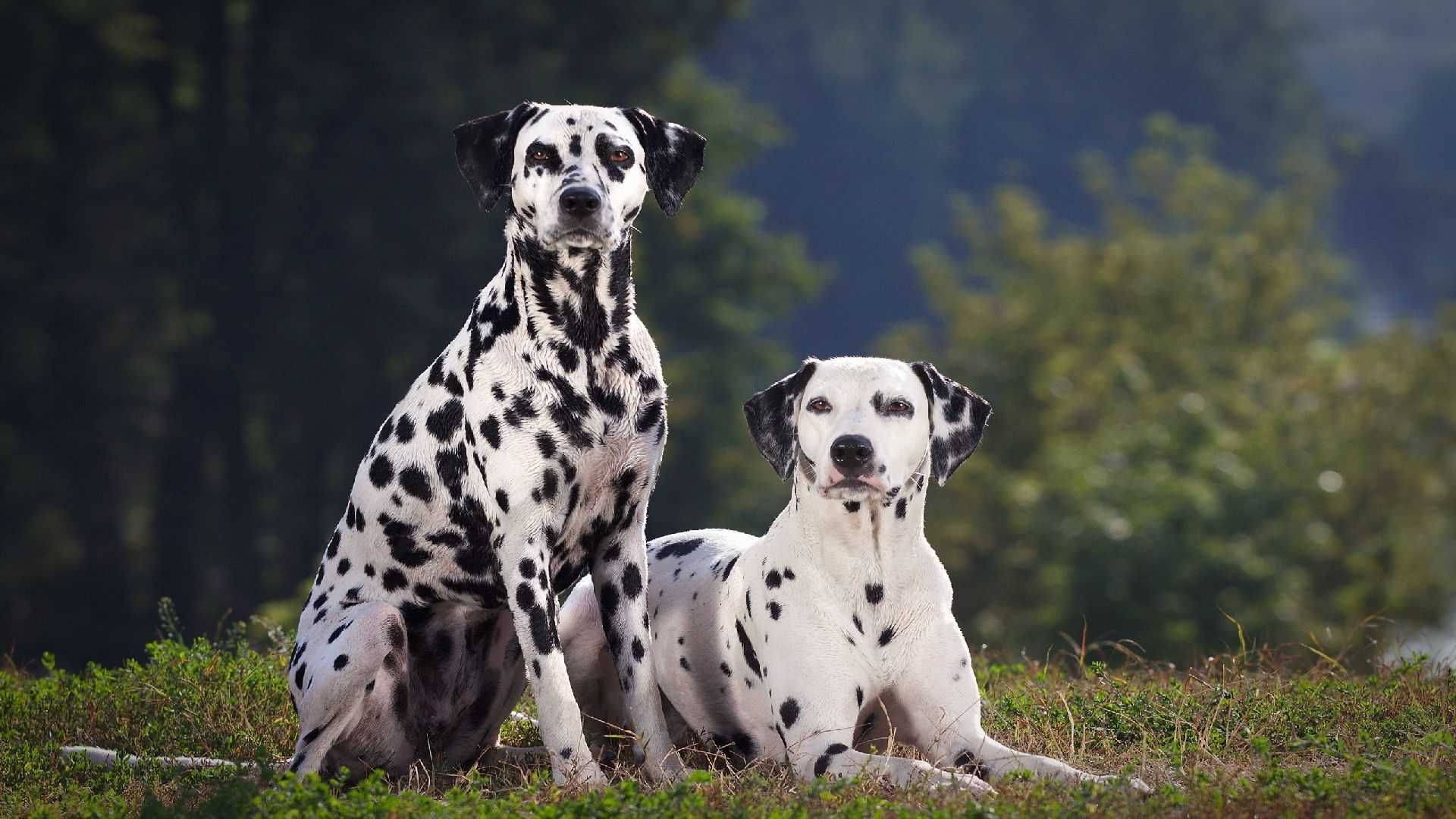 Disciplined Dalmatian Dogs Background