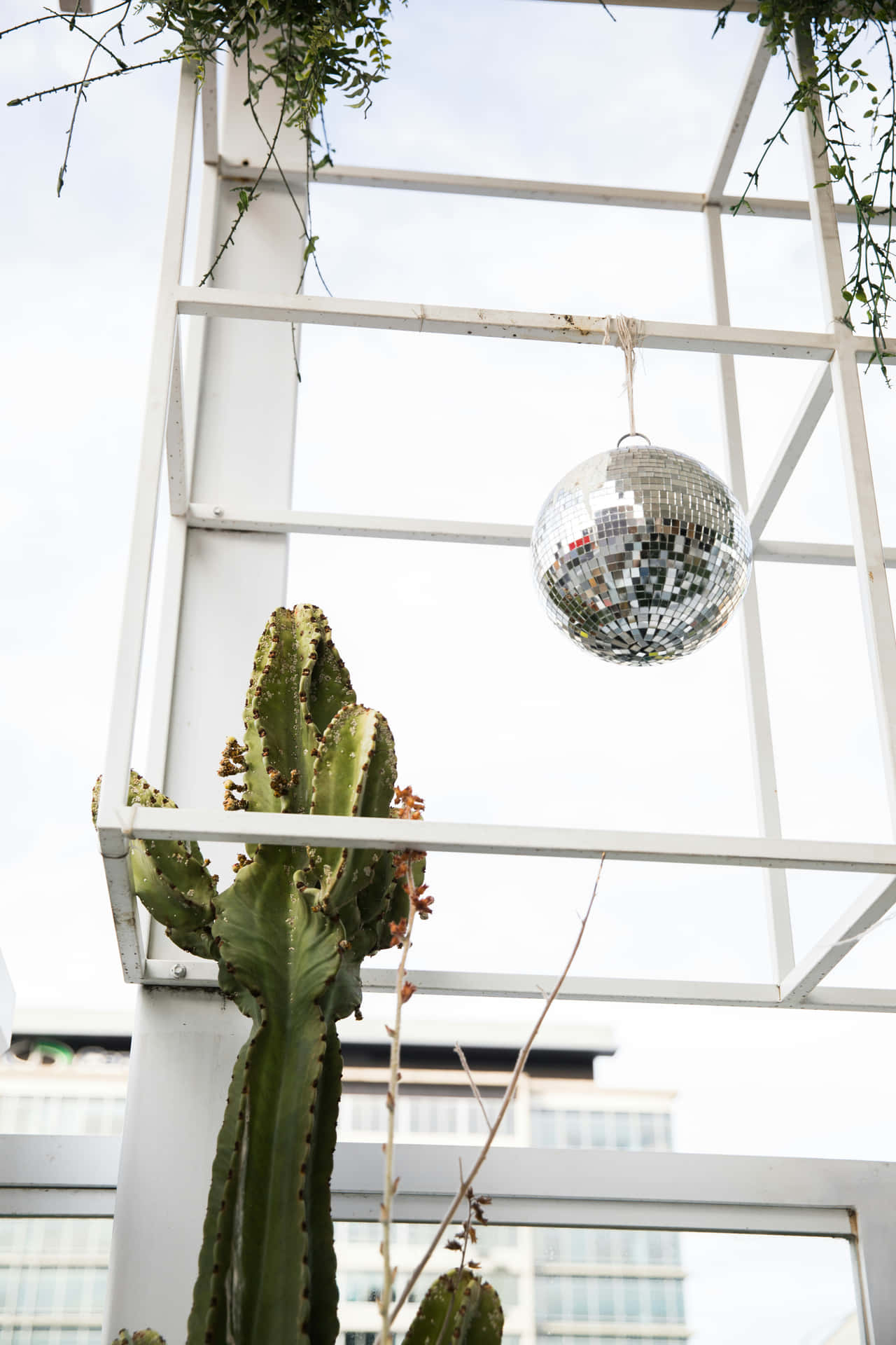 Disco Balland Cactus Urban Garden.jpg Background