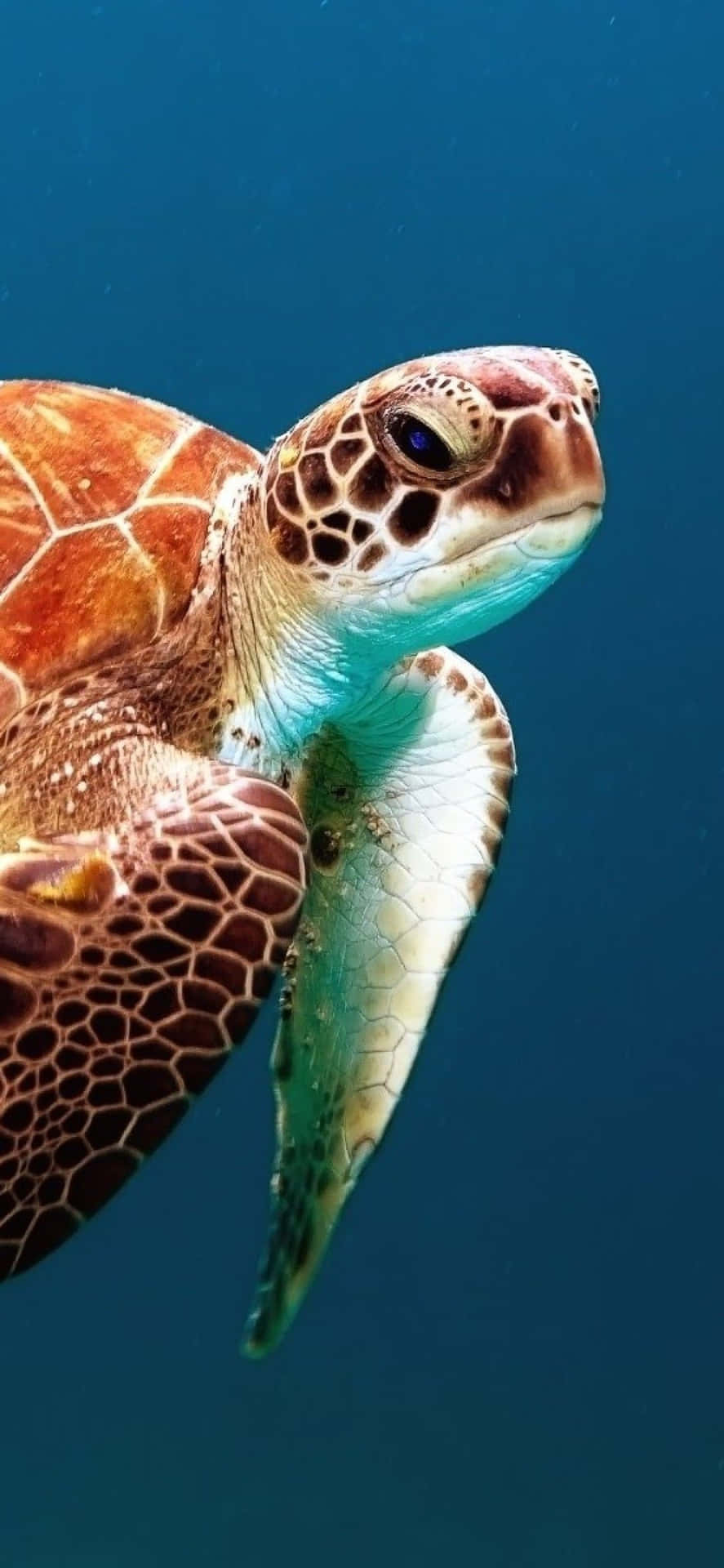 Discover A New Underwater World With The Turtle Iphone Hd Background