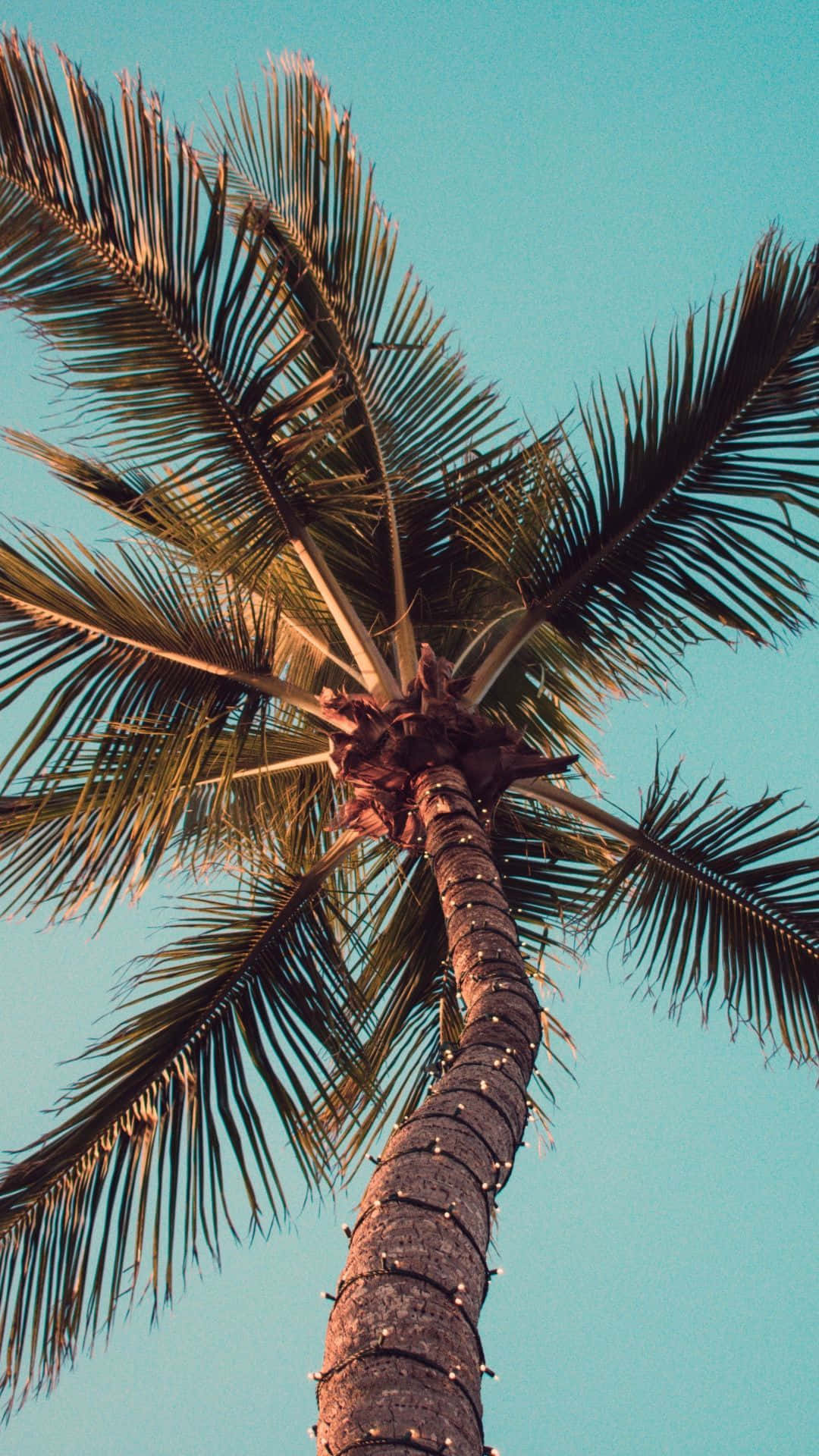 Discover Paradise On Your Iphone With These Palm Tree Wallpapers