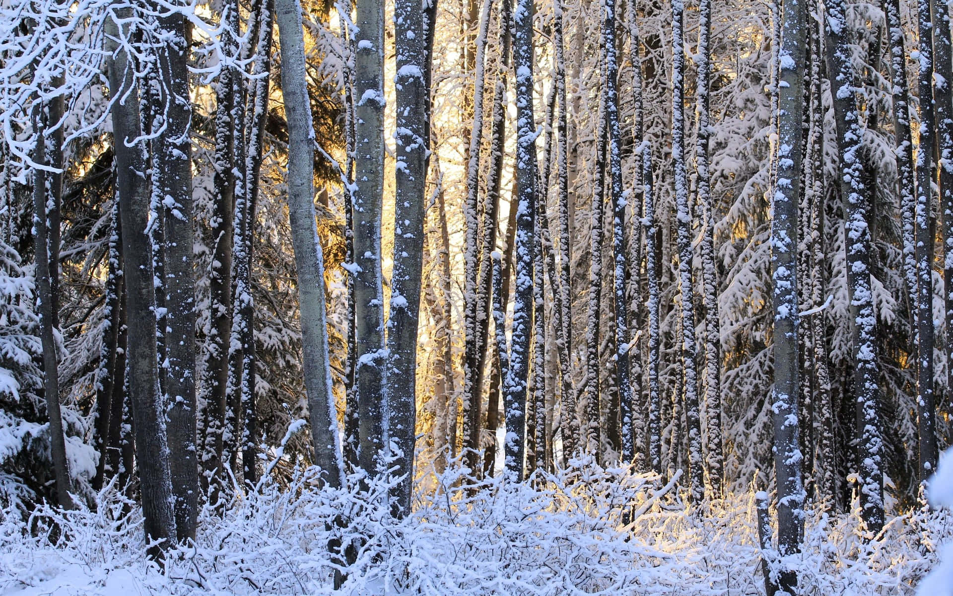 Discover The Beauty Of A Snowy Winter Forest Background