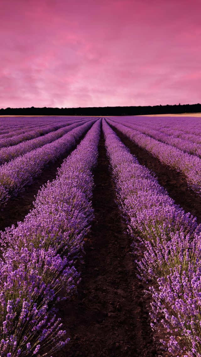 Discover The Beauty Of Lavender In Your Laptop Background