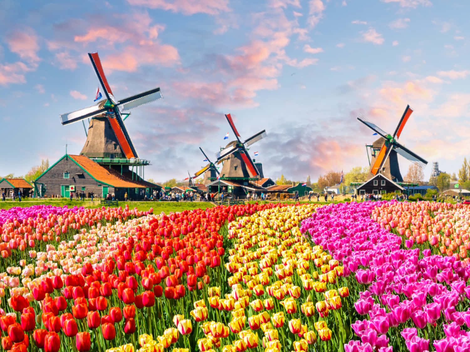 Discover The Bloemsma In Amsterdam, During Spring Background