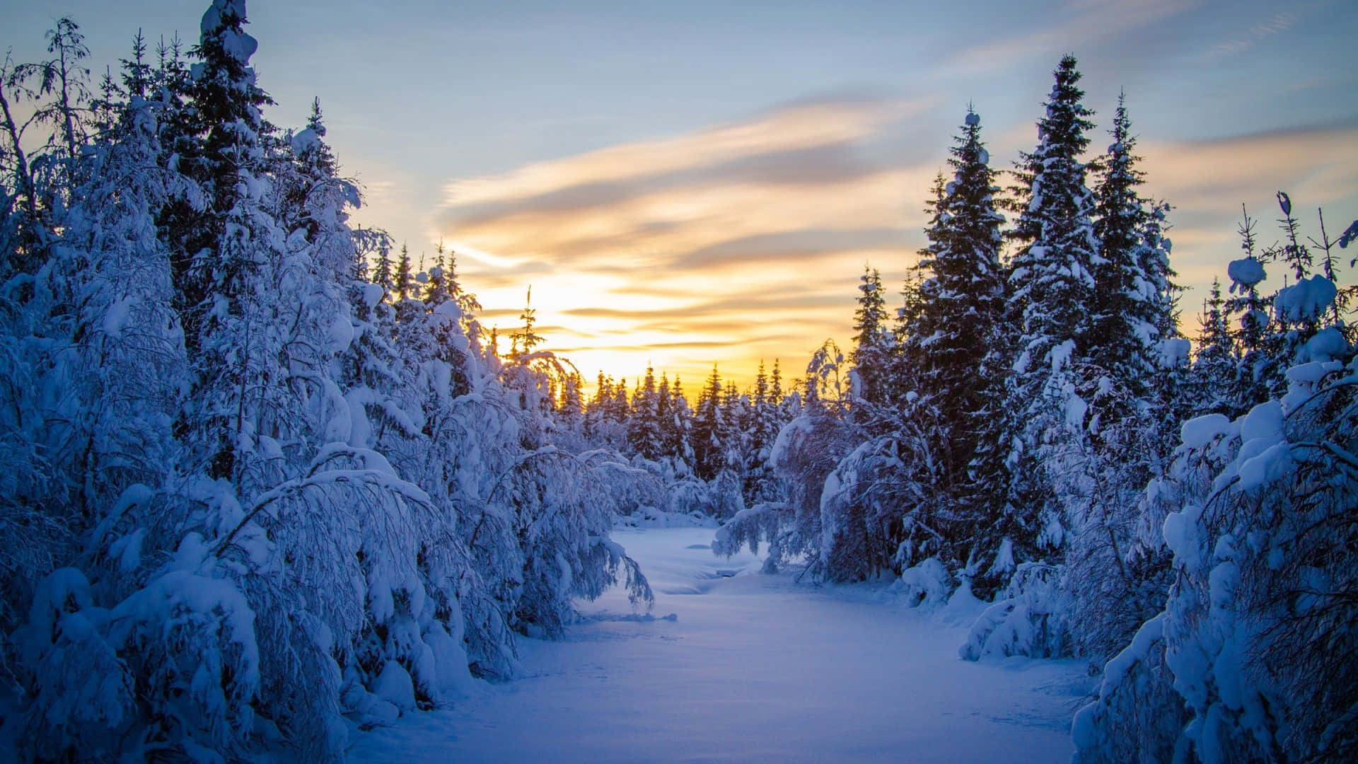Discover The Magic Of Winter In This Picturesque Forest