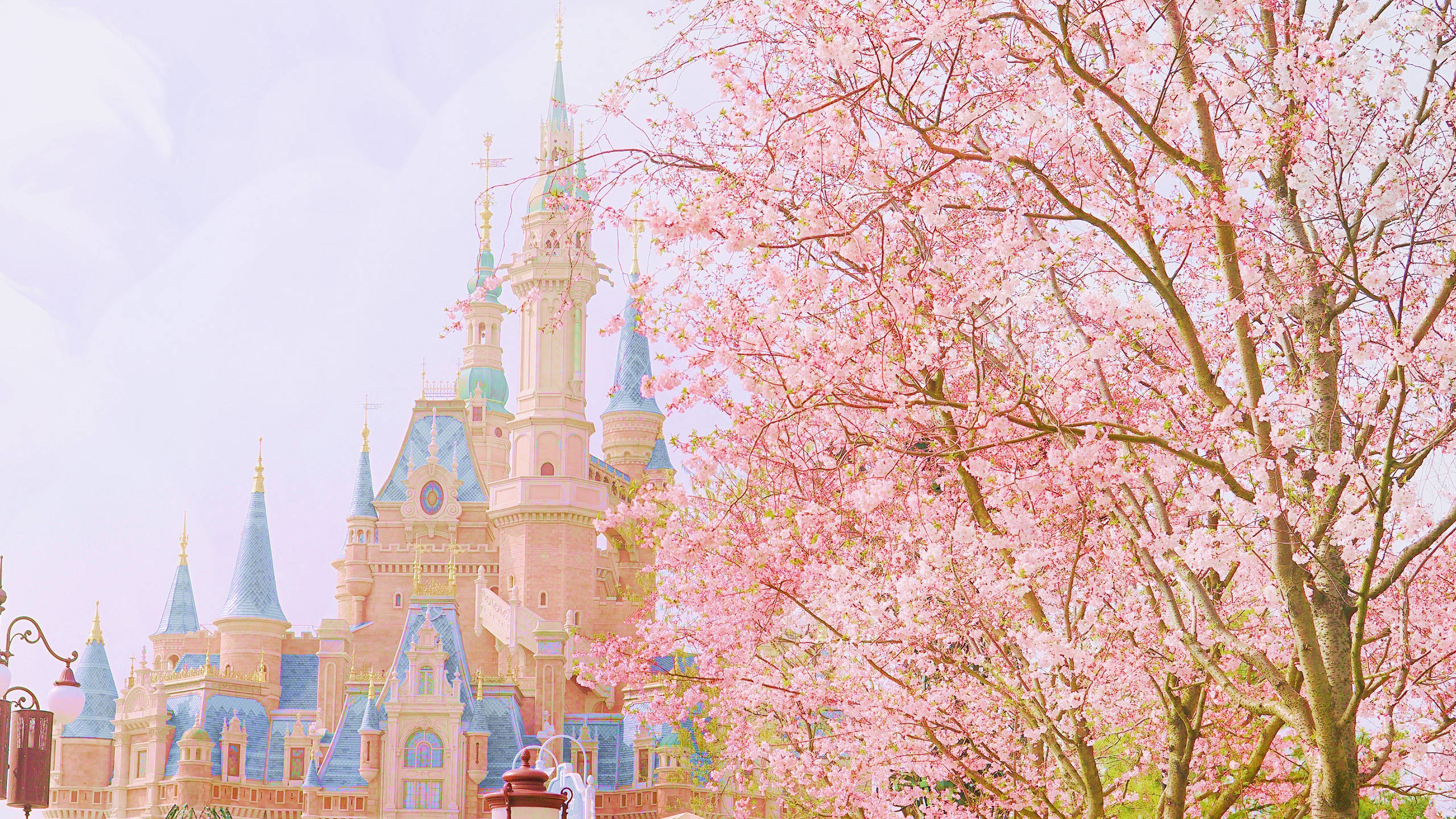 Disneyland Sakura Background