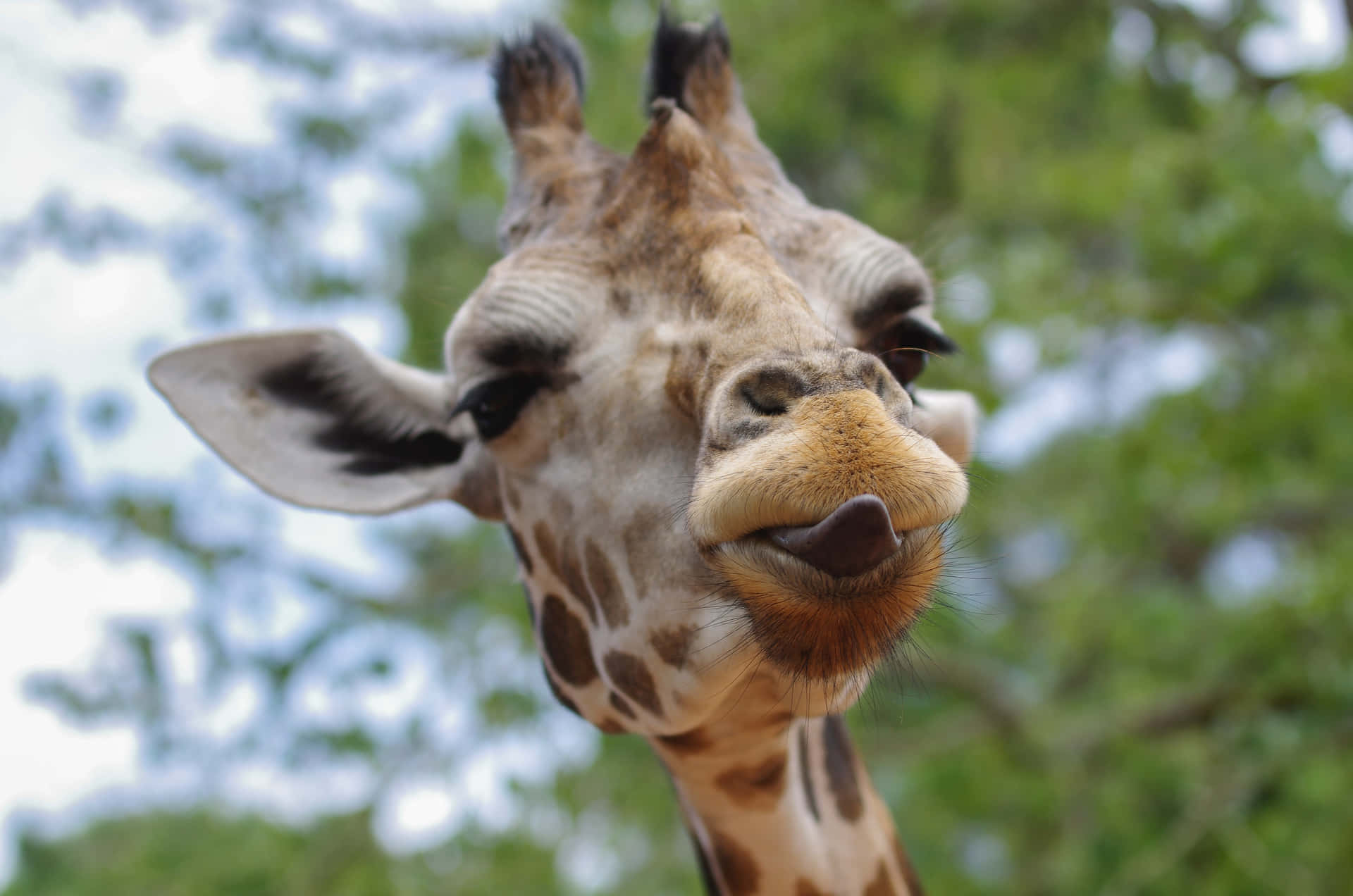 Disrespectful Giraffe Background