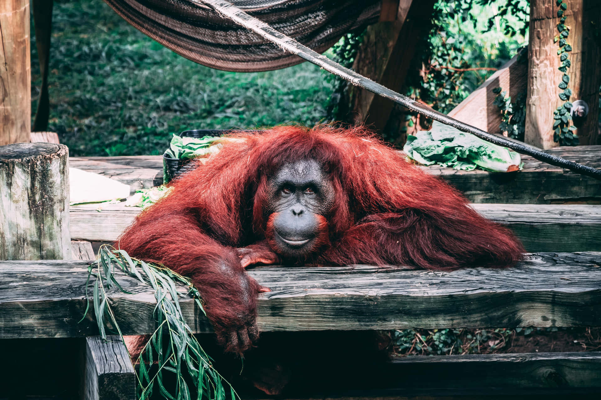 Distinctive Red Fur Orangutan Background