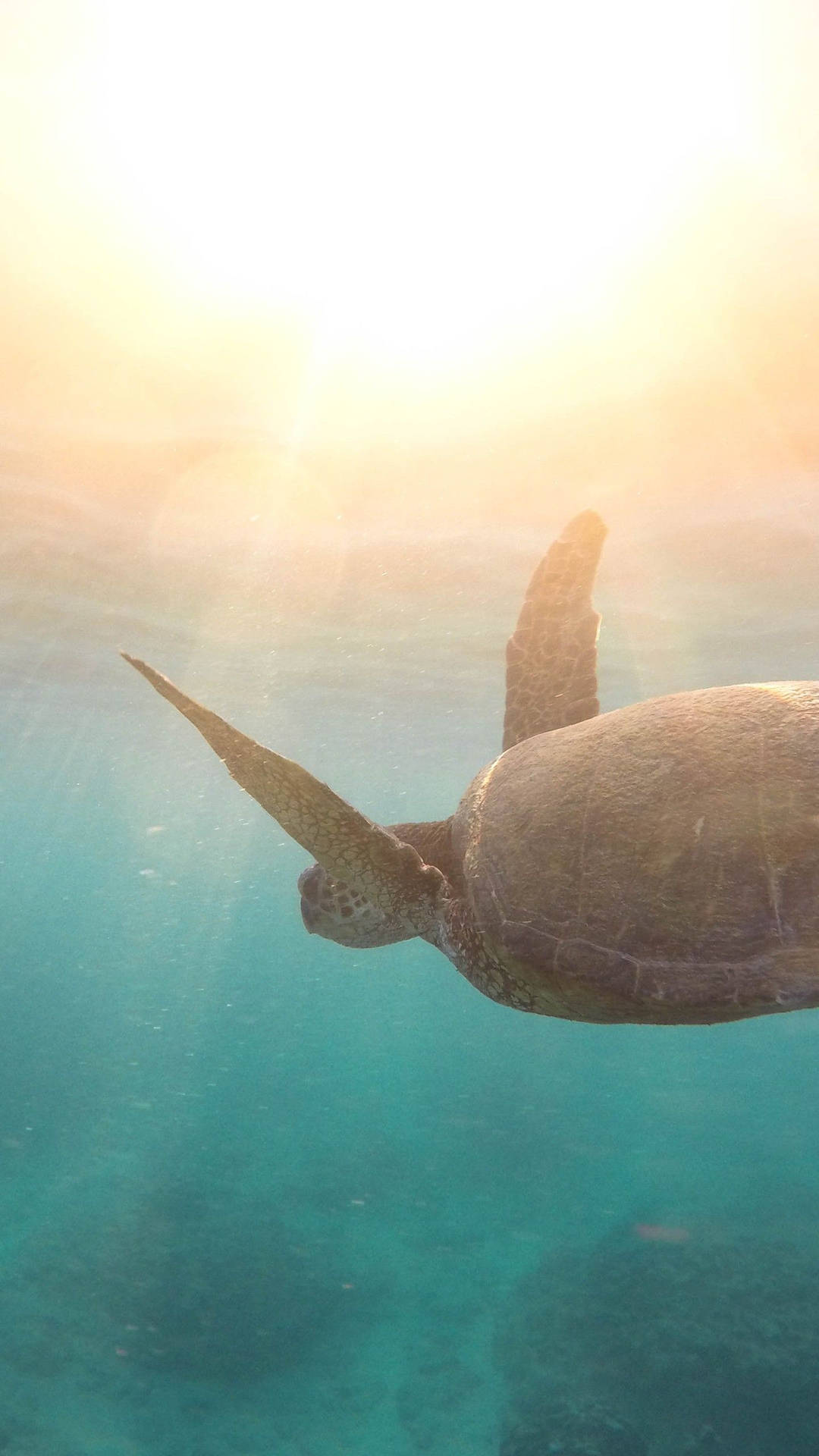 Dive Into A Magical Underwater World With This Exciting Sea Turtle Iphone Wall Paper. Background