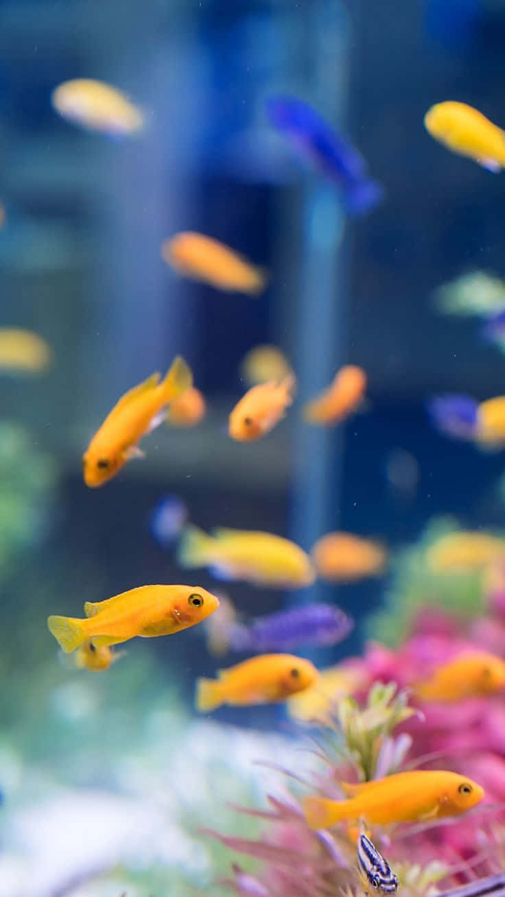 Dive Into A Virtual Aquarium With Your Iphone Background