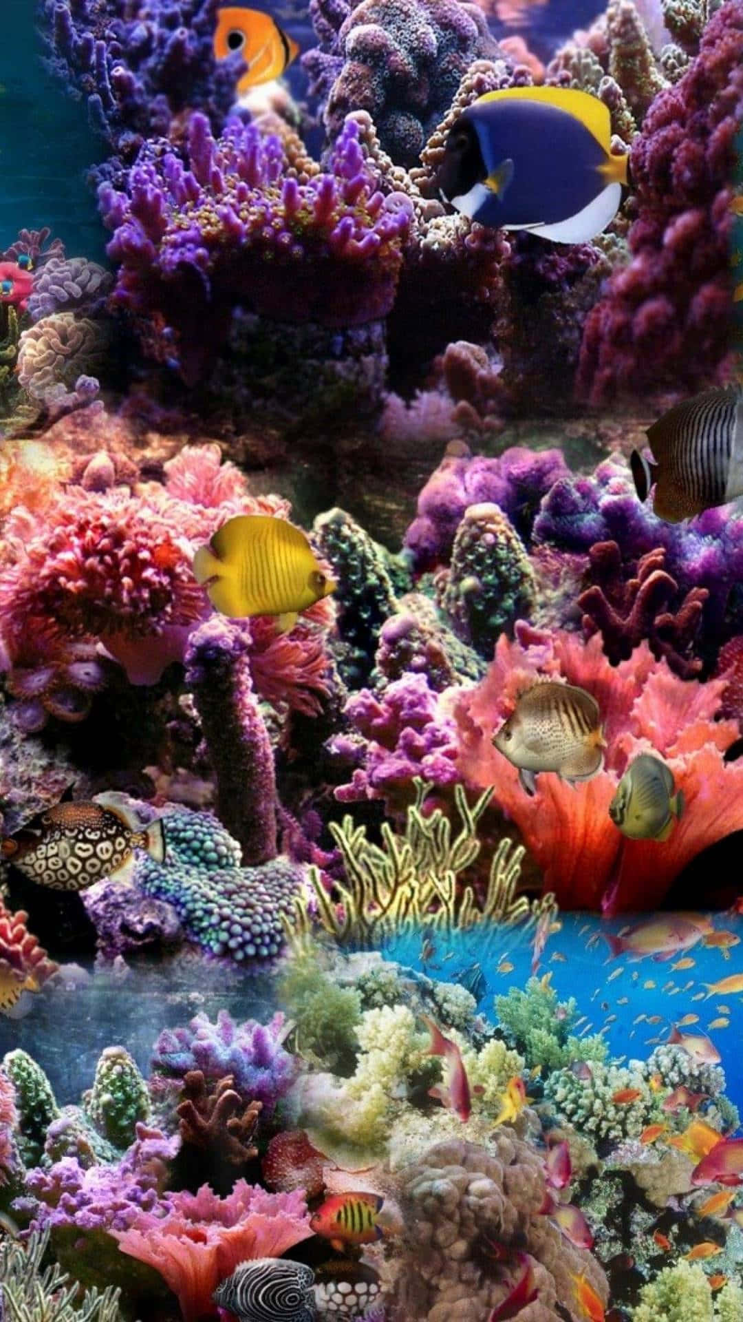 Dive Into A World Of Wonders With Your Aquarium Iphone Background