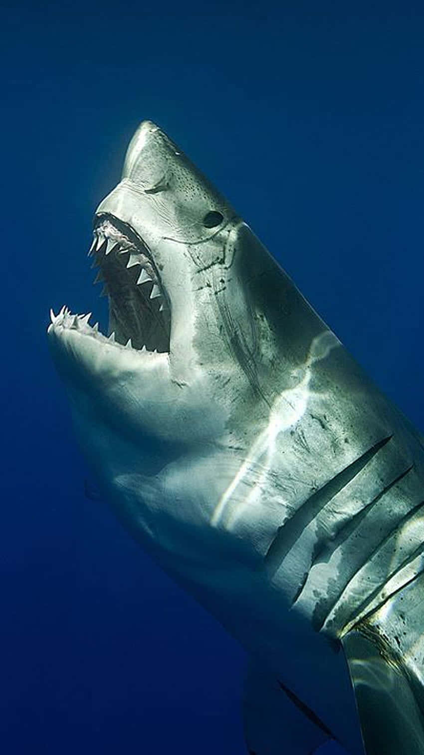 Dive Into Fun With The Shark Iphone Background