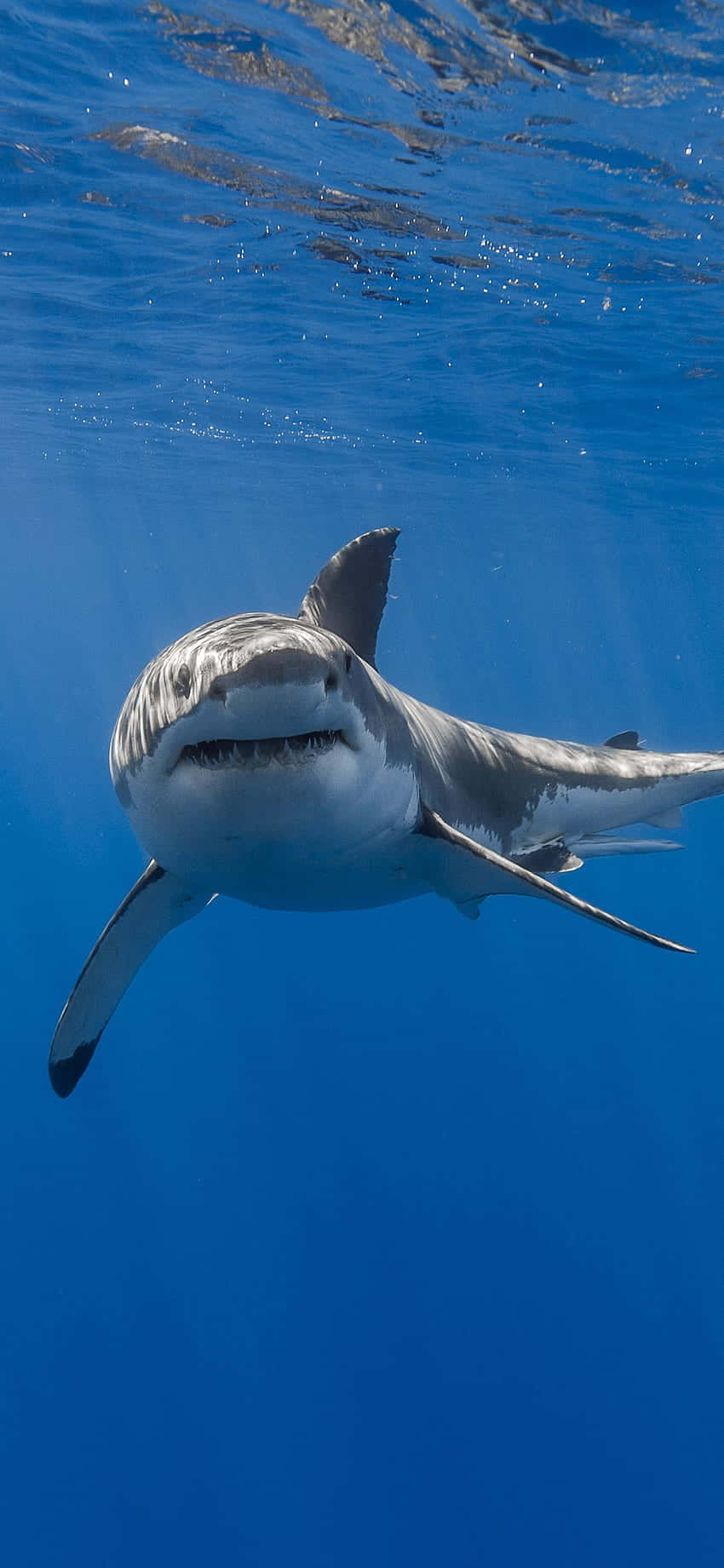 Dive Into Shark Iphone's Power Background