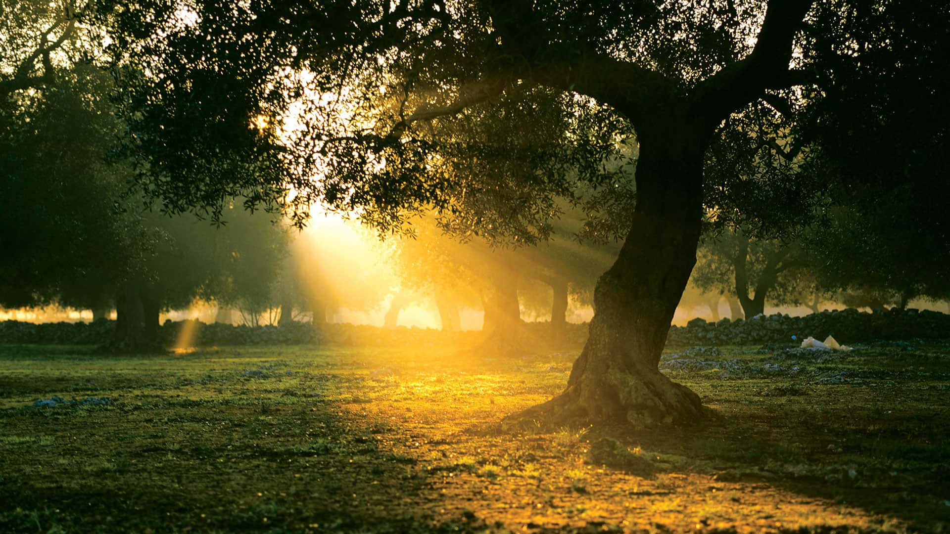 Dive Into The Beauty Of Nature And Take In The Serenity Of An Olive Tree In The Greek Countryside. Background