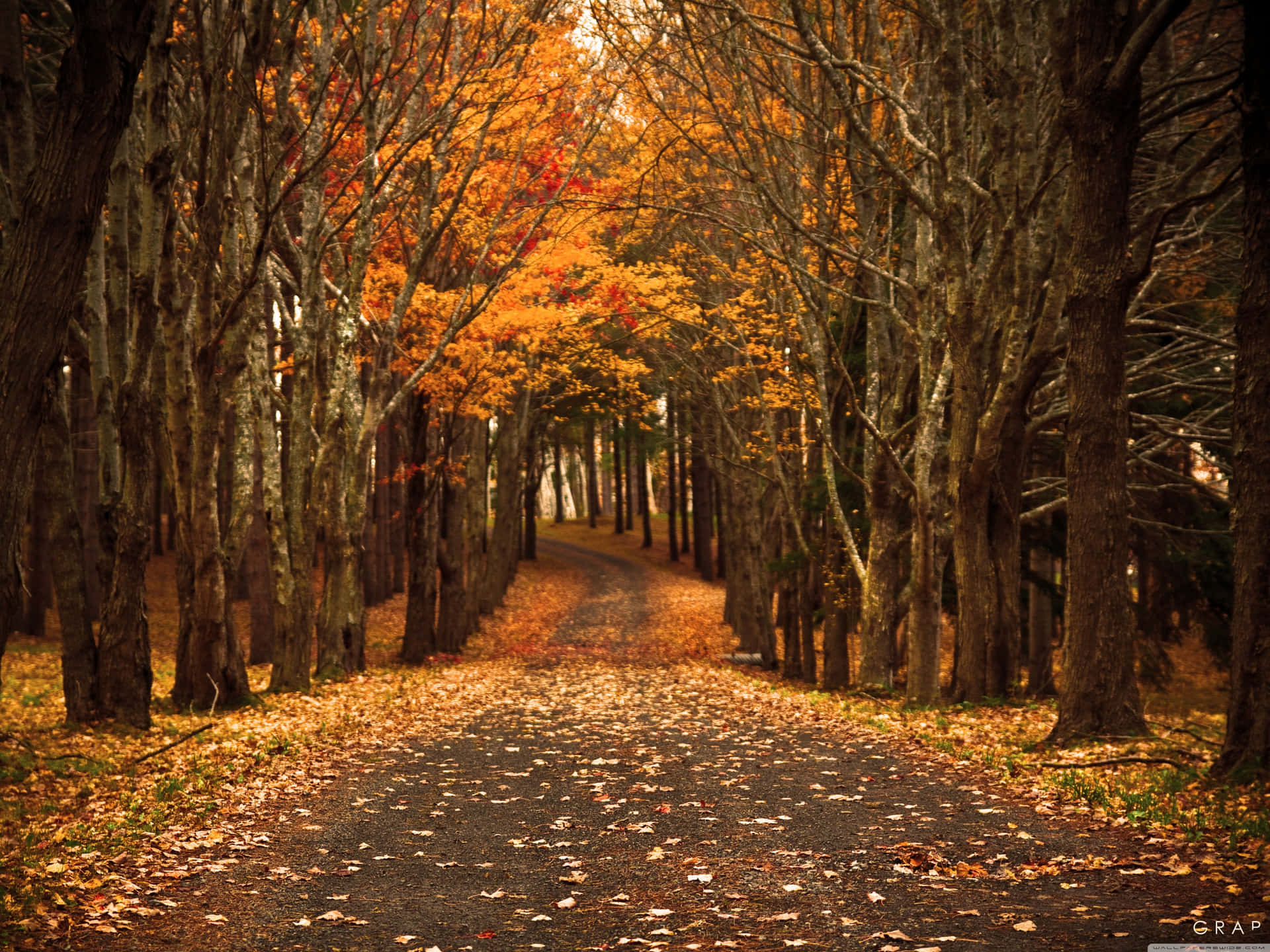 Dive Into The Heart Of Autumn! Background