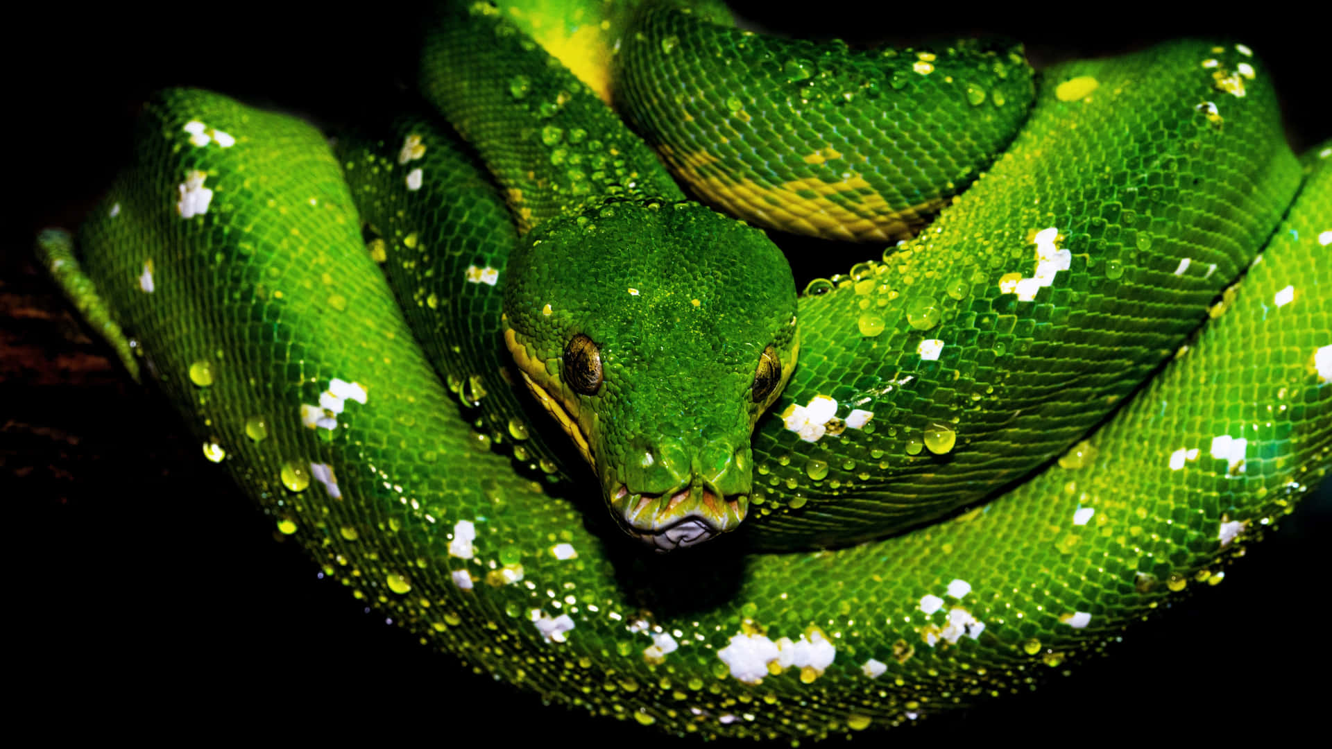 Dive Into The World Of Python Programming Background