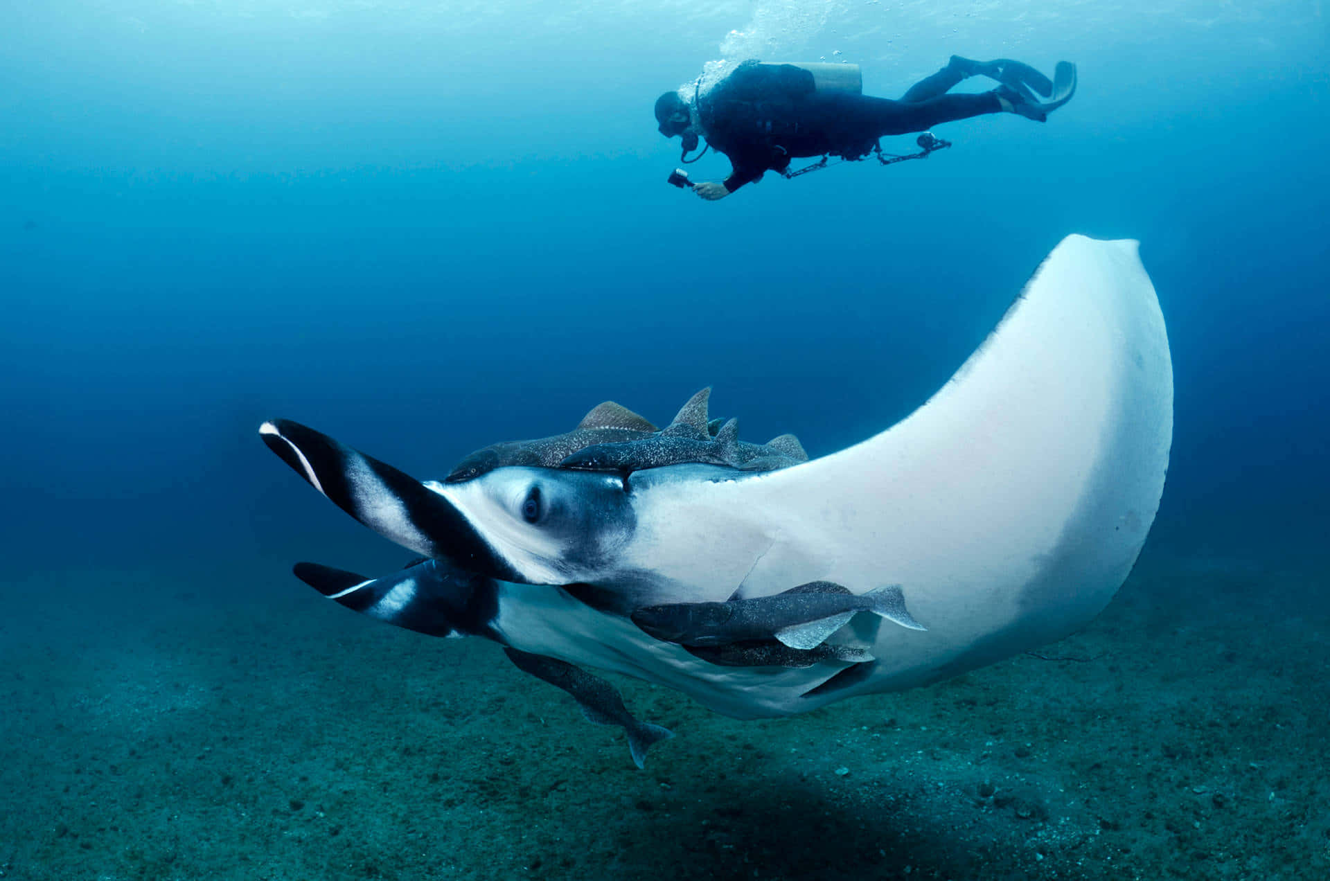 Diver_and_ Manta_ Ray_ Underwater