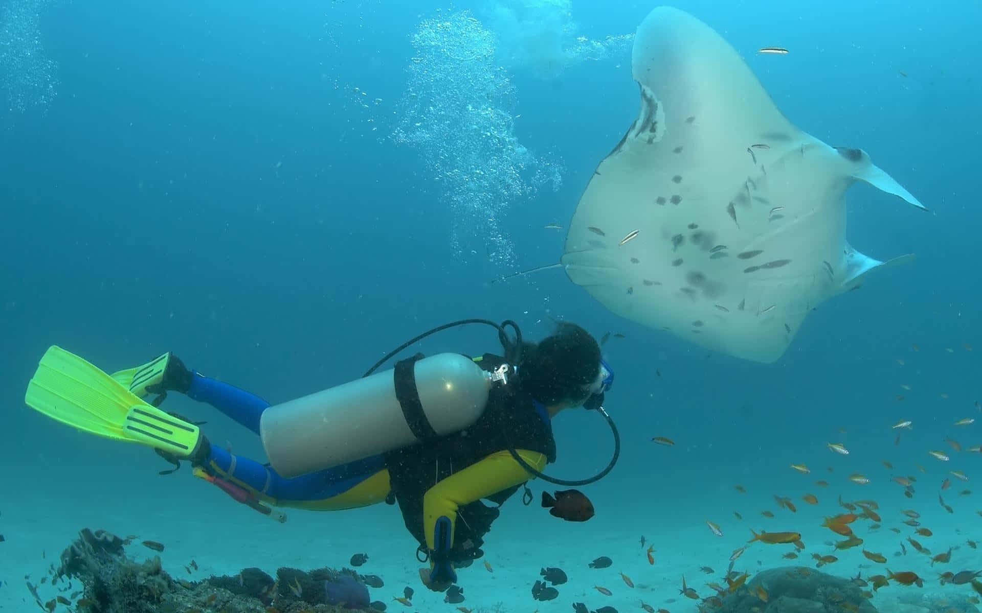 Diver Encounter With Manta Ray Background