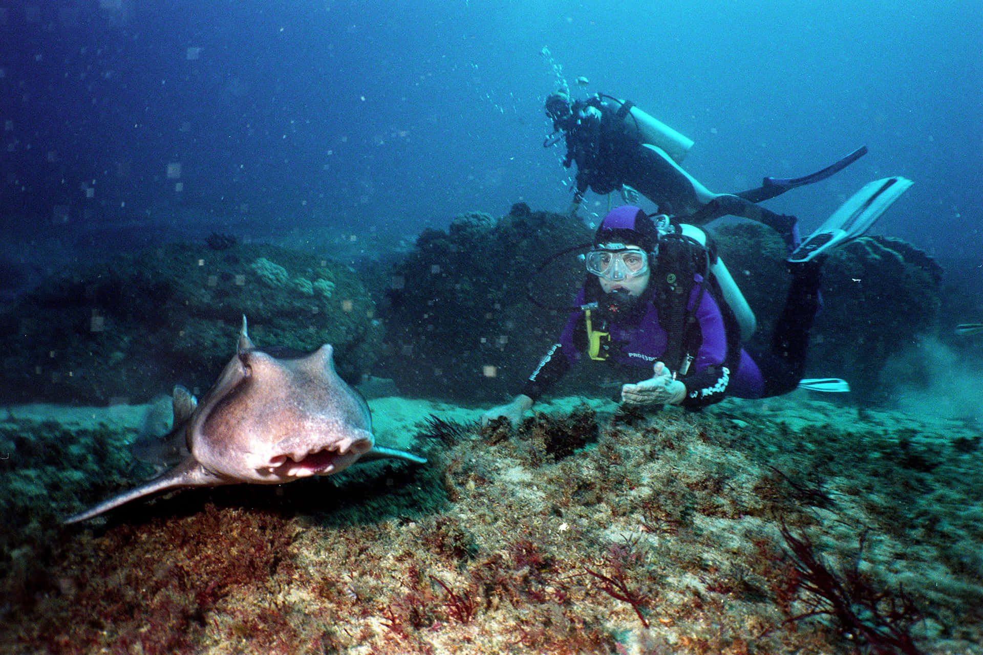 Diver Encounter With Stingray Background