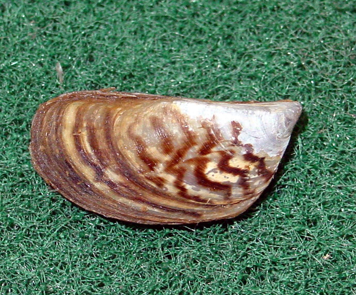 Diverse Collection Of Zebra Mussels In Their Natural Habitat Background