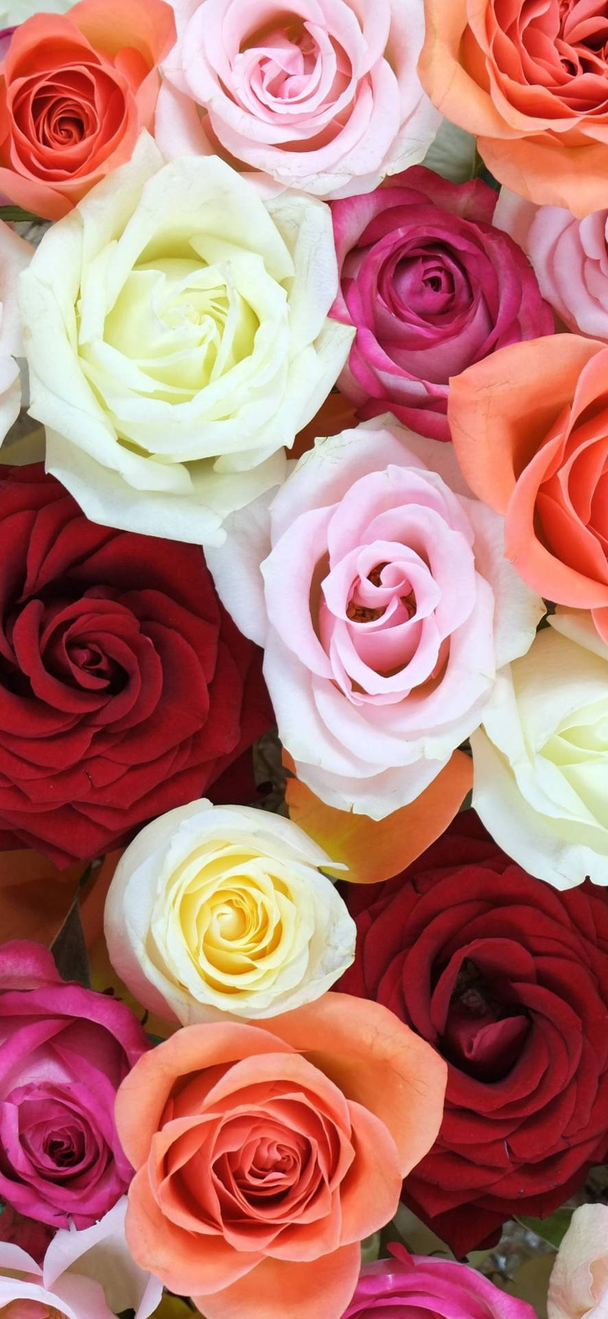 Diverse Palette Of Vibrant Roses For Flower Phone Wallpaper Background