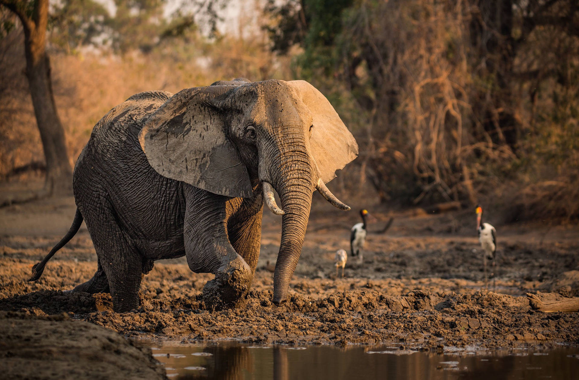 Diverse Wildlife Gathered Around A Mud Pool In The African Savannah Background