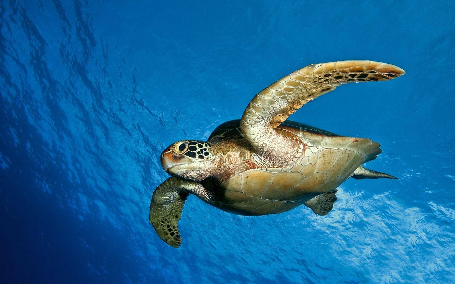 Diving Sea Turtle Background