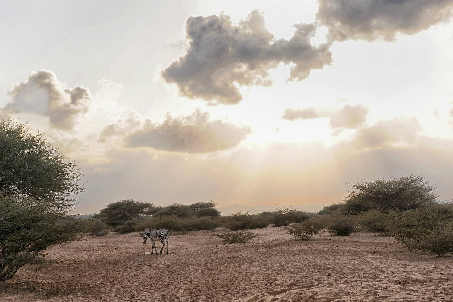 Djibouti Animals On Land