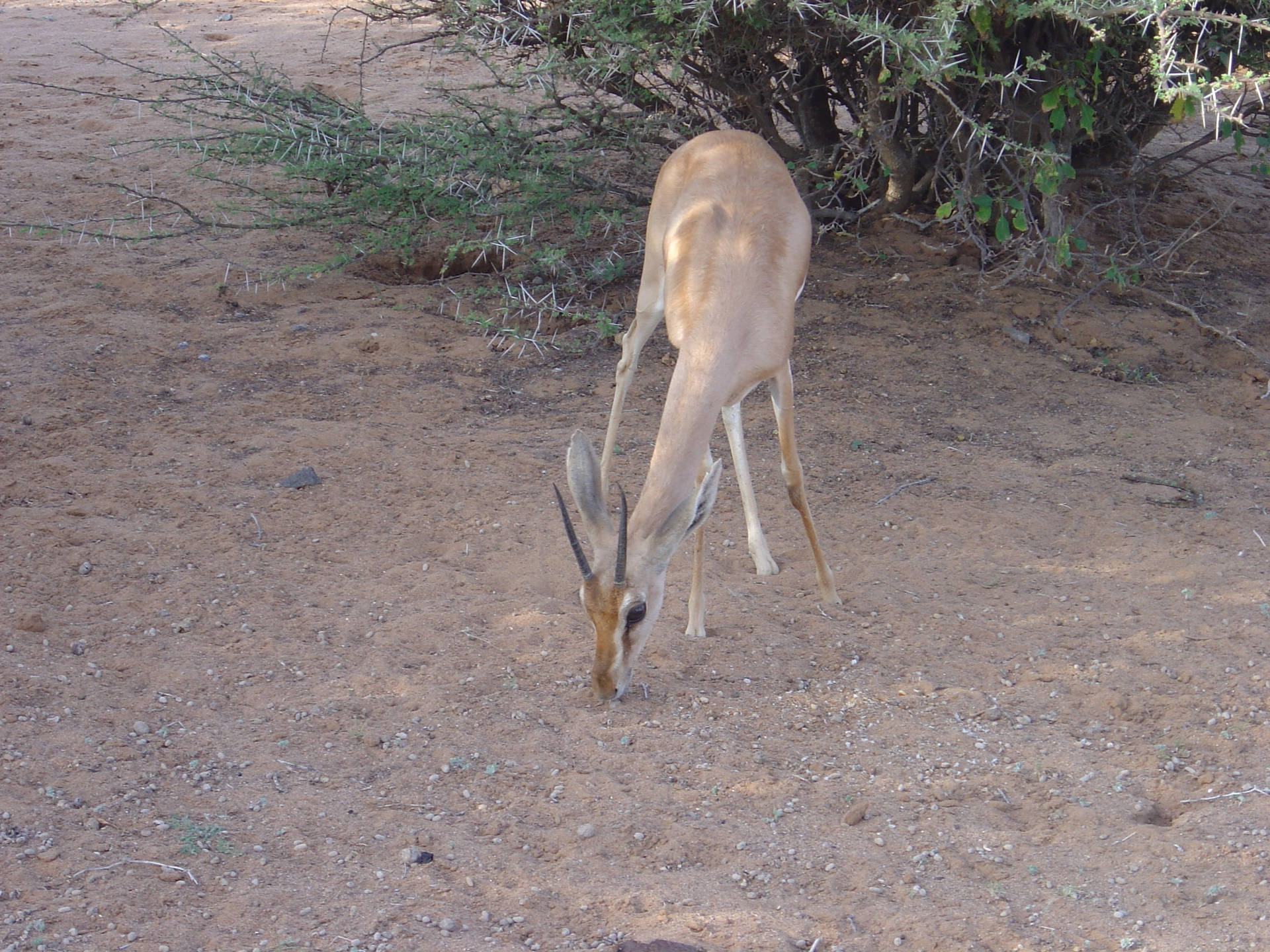 Djibouti Deer Background