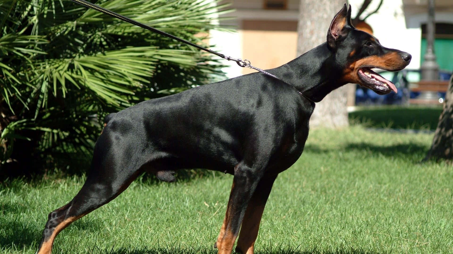 Doberman Angry Background