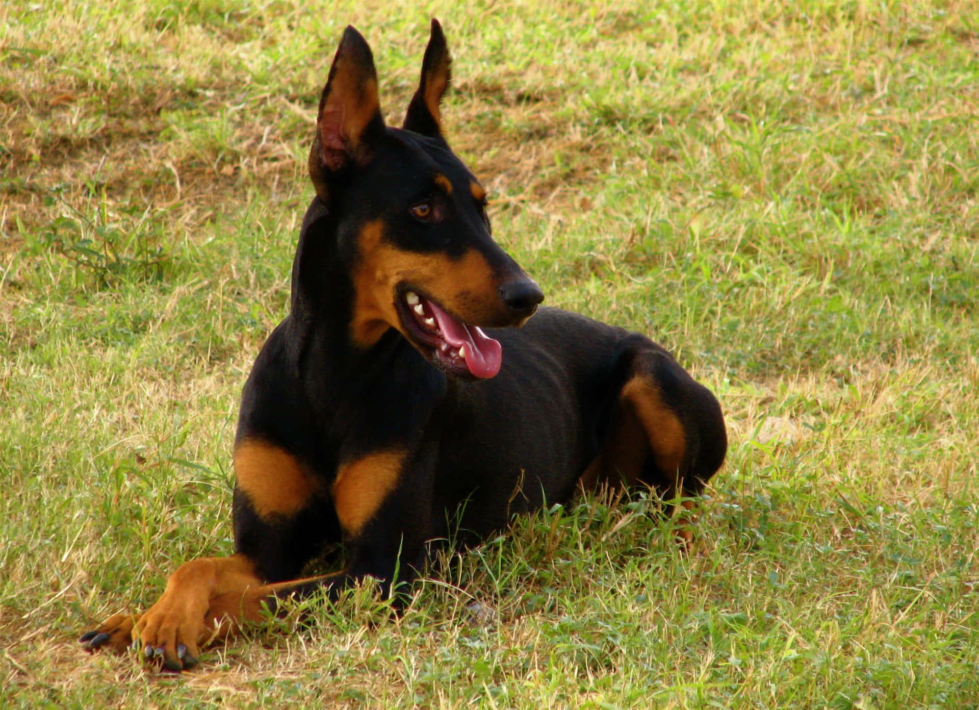 Doberman Crouch Background