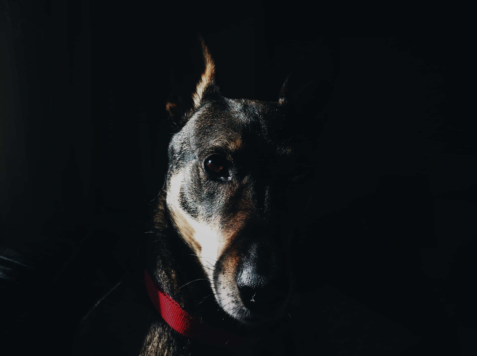 Doberman Dark Background