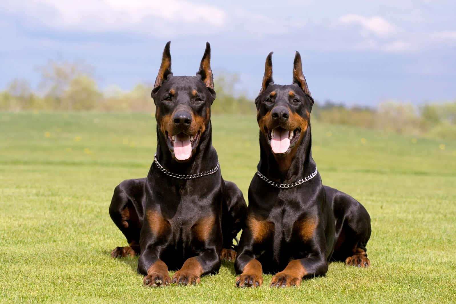 Doberman Duo