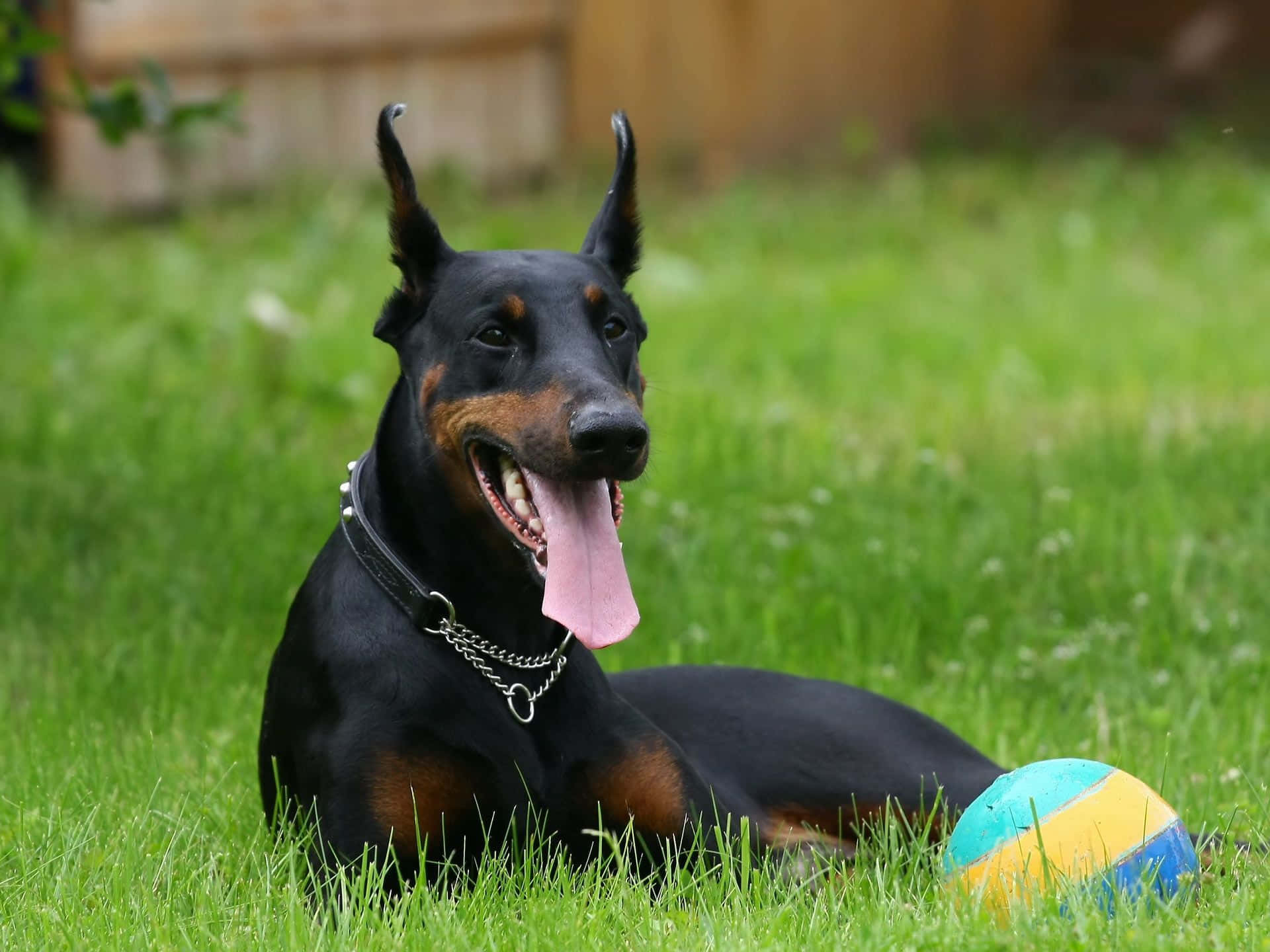 Doberman Happy Background