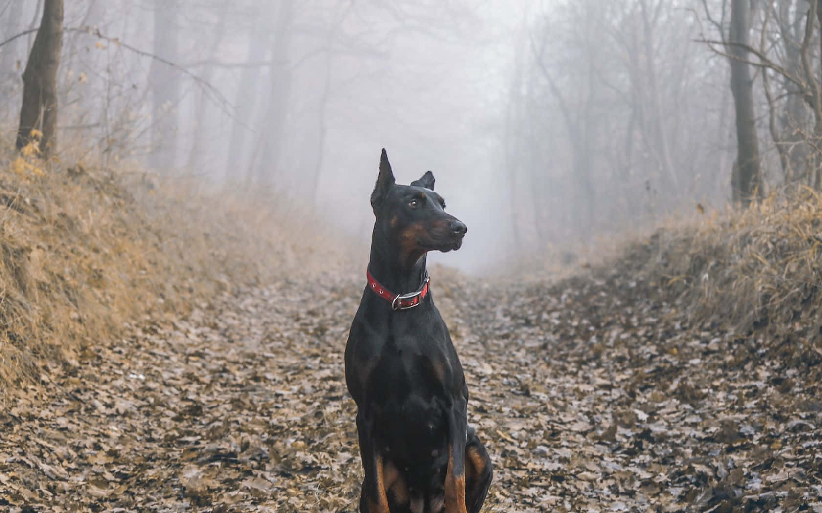 Doberman Leaves Background