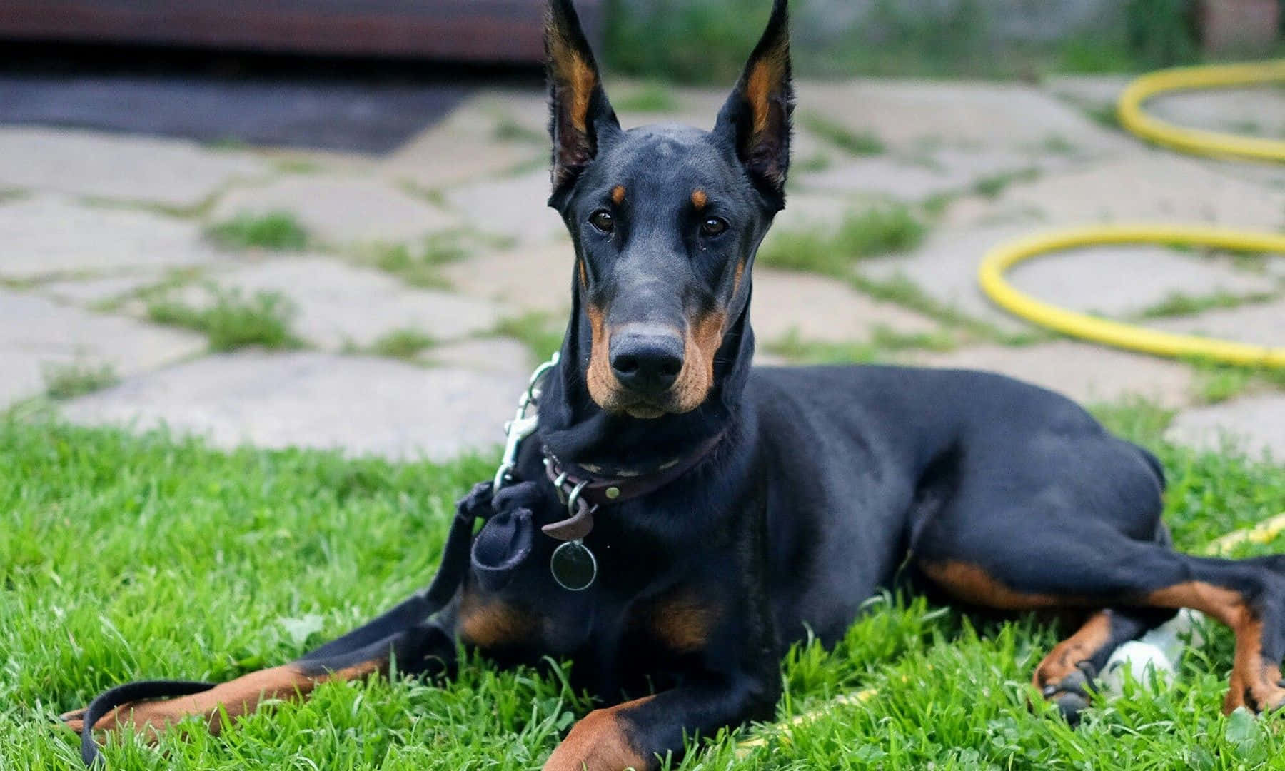 Doberman Lie Background