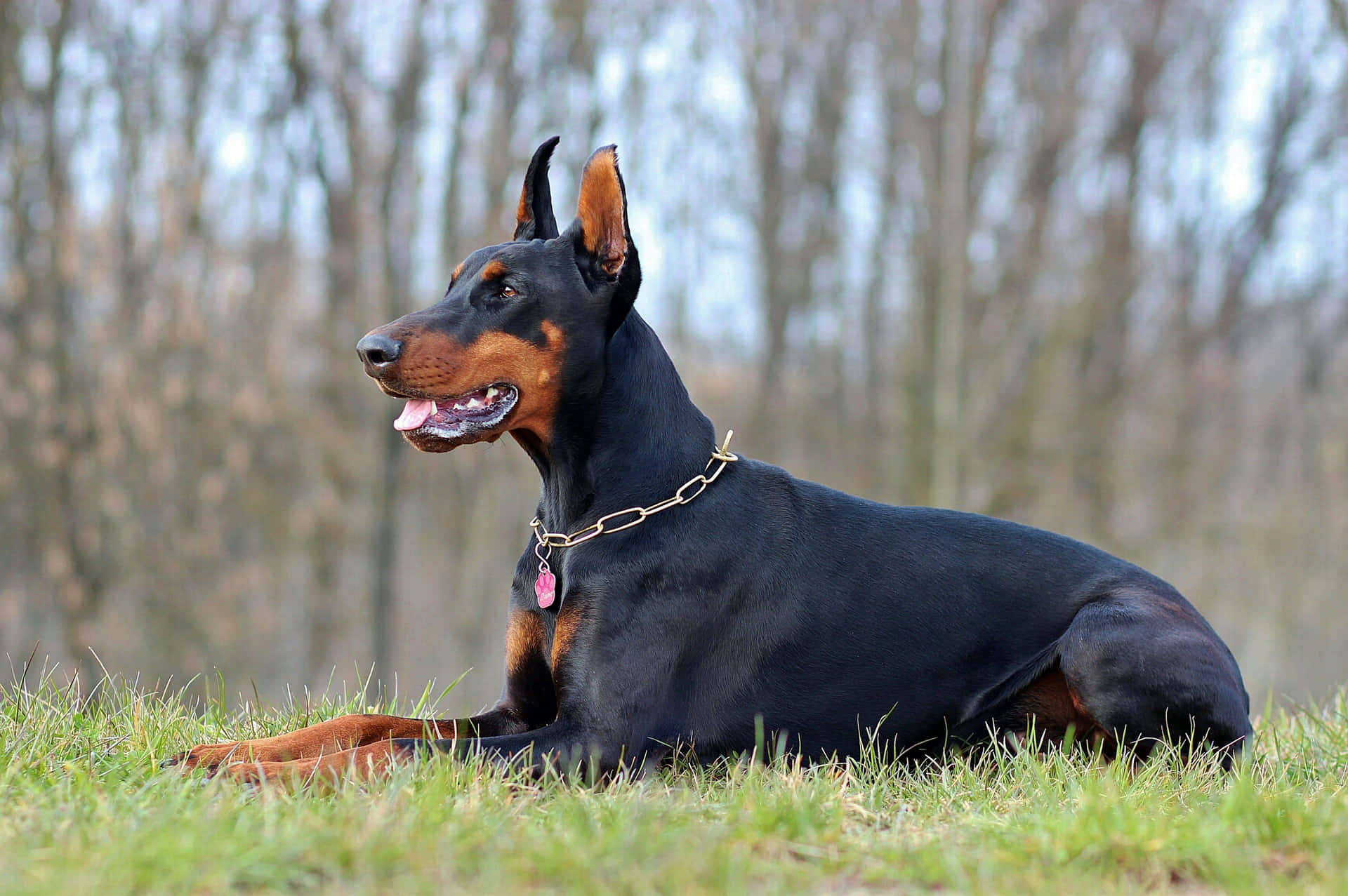 Doberman Pinscher - Doberman Pinscher Breeder Background