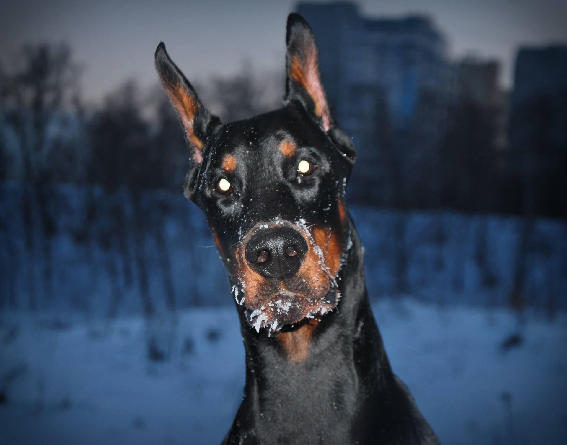 Doberman Pinscher Face Background