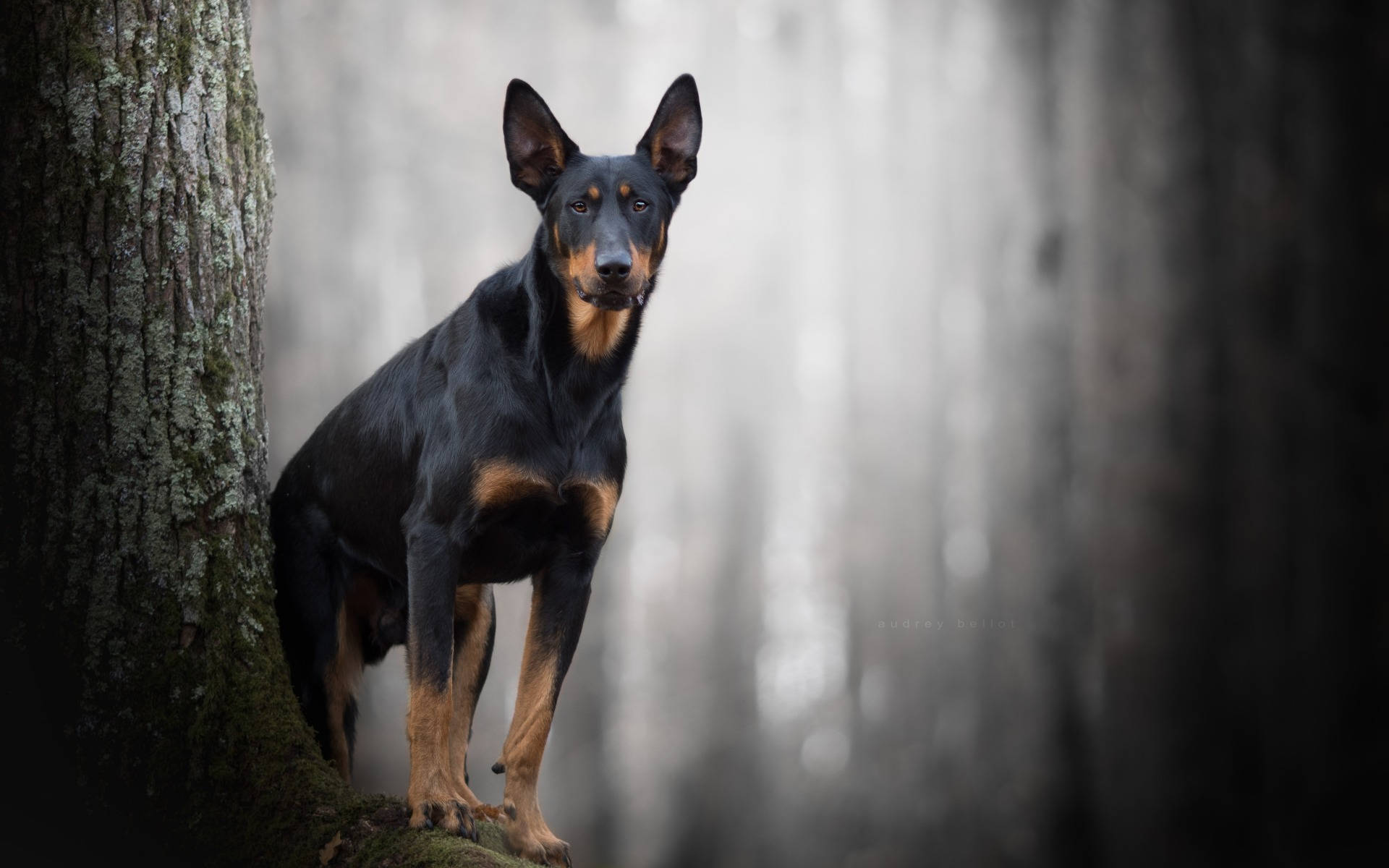 Doberman Pinscher On Dark Forest Background