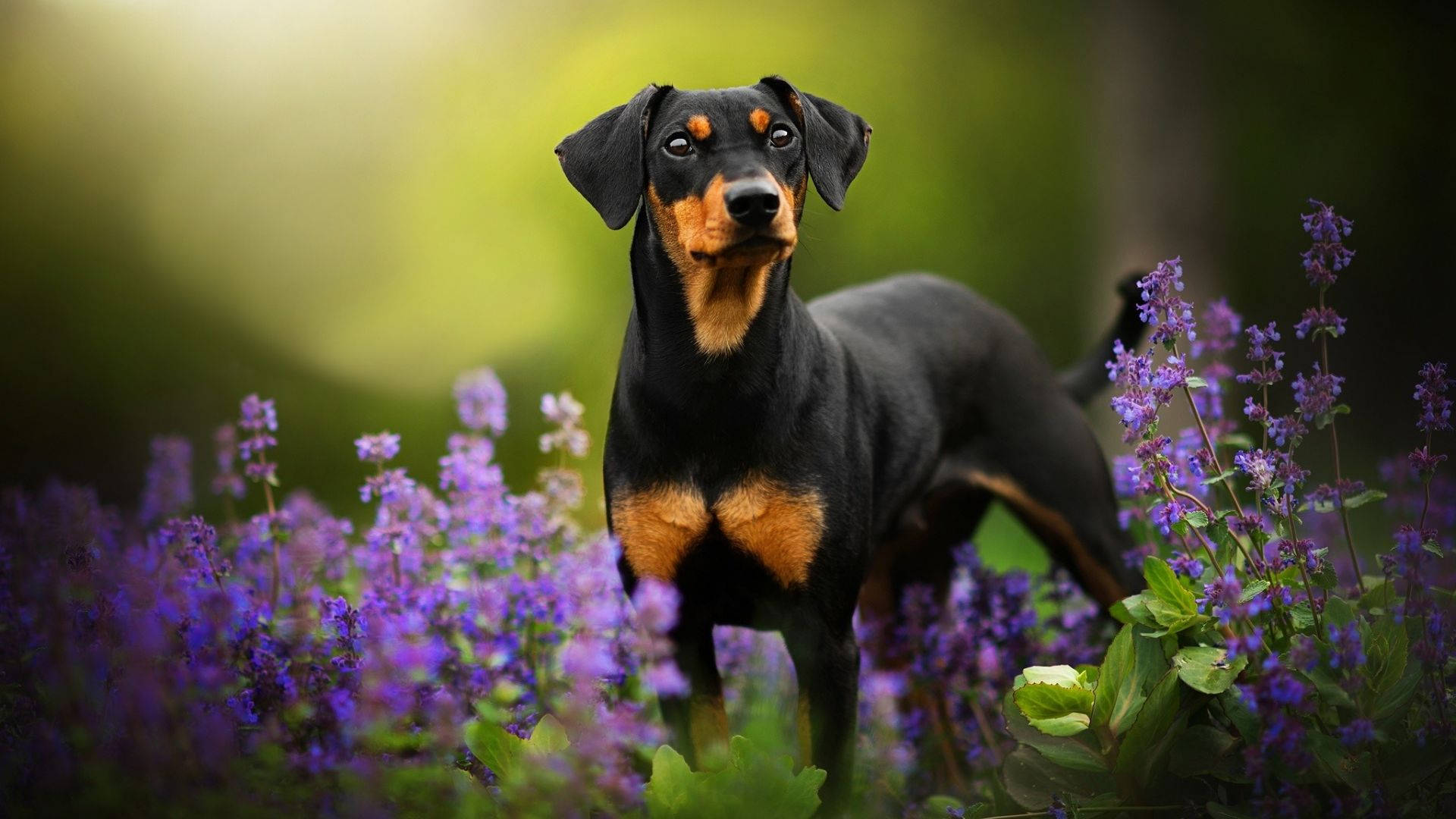 Doberman Pinscher On Lavender Field