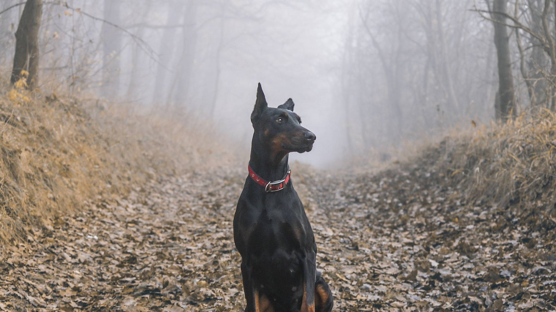 Doberman Pinscher On The Forest