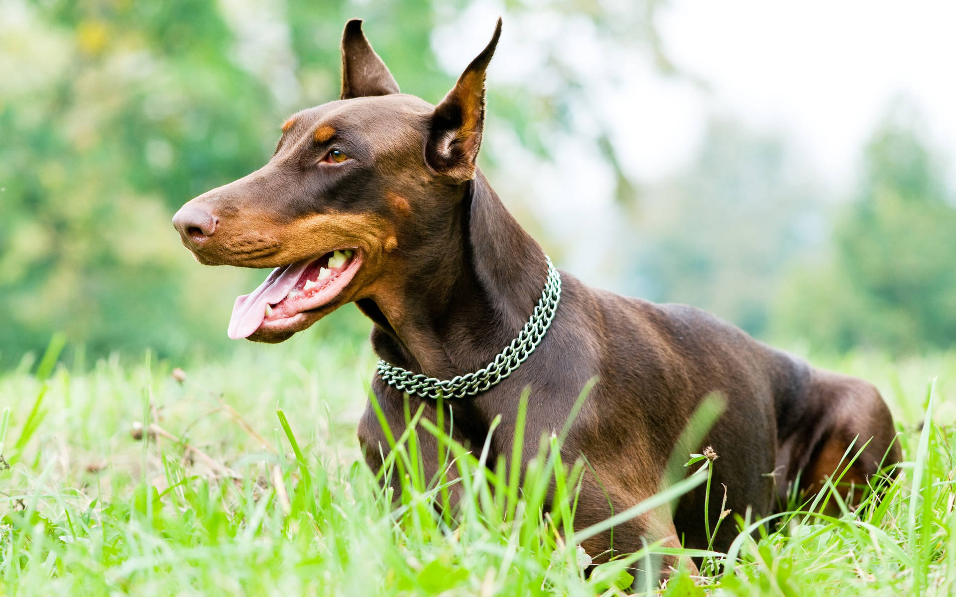 Doberman Pinscher On The Green Grass Field Background