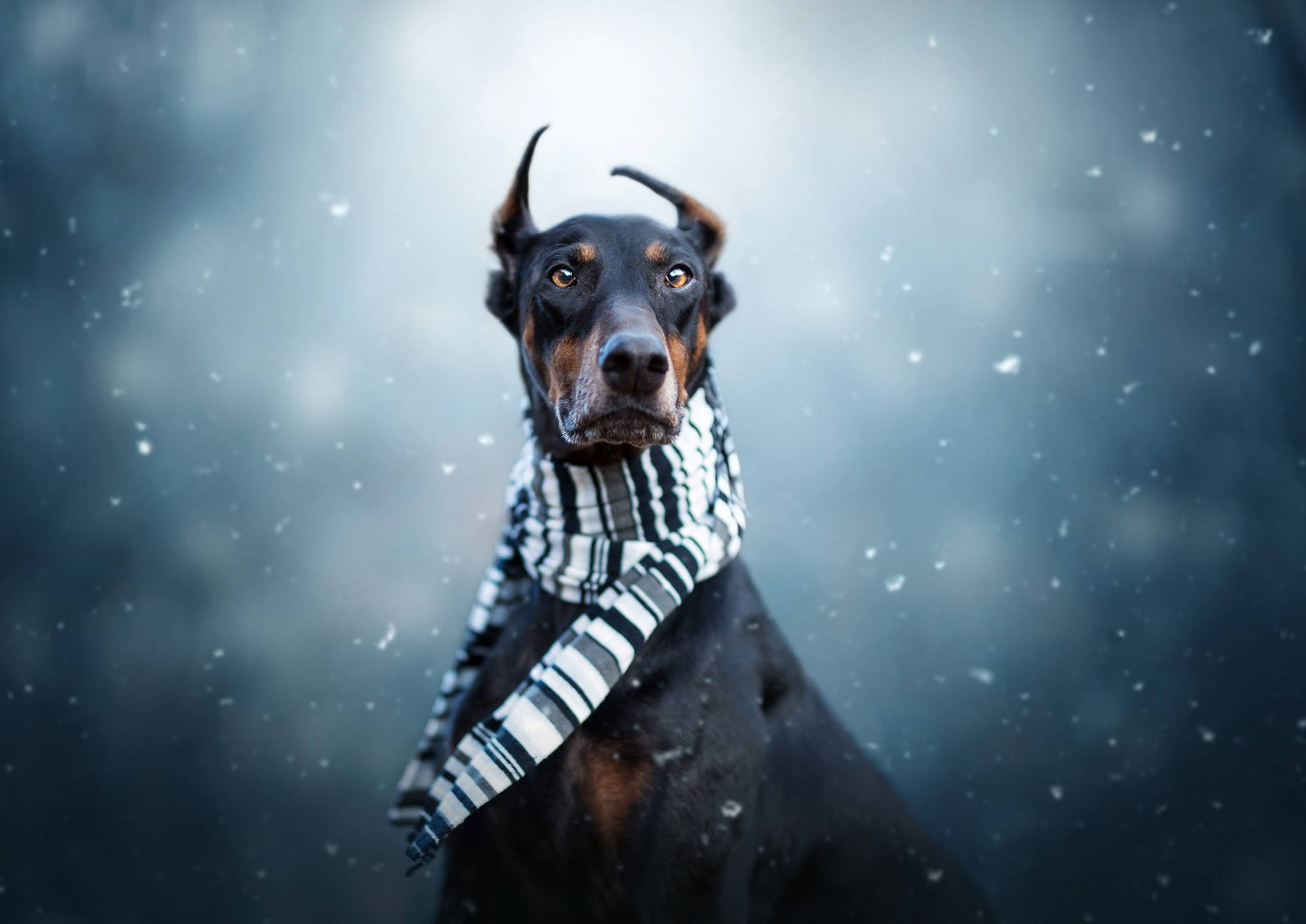 Doberman Pinscher On Winter Background