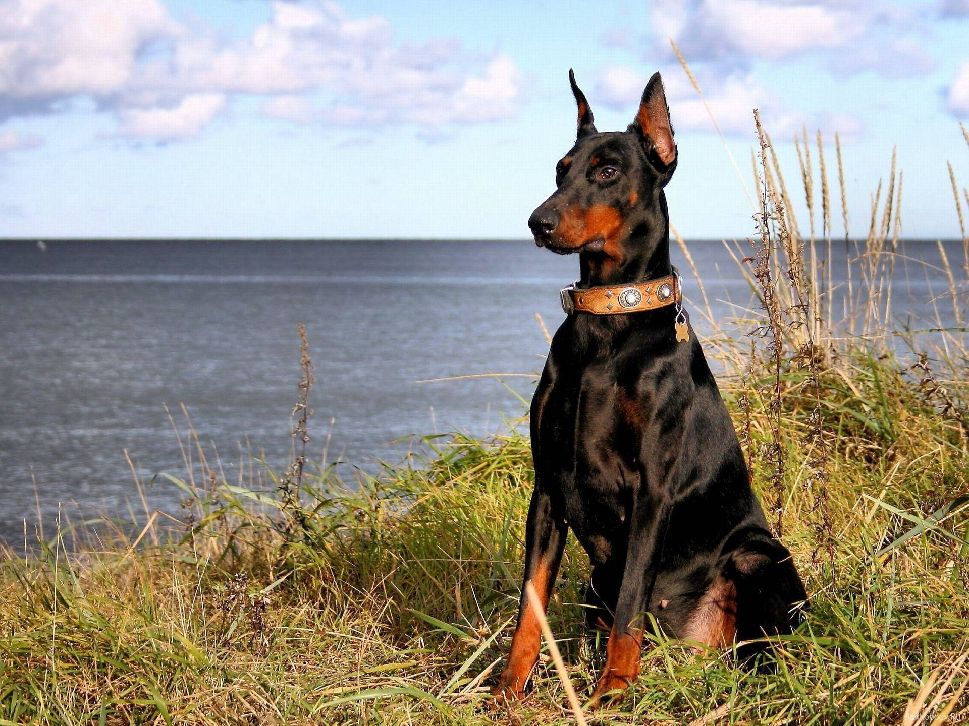 Doberman Pinscher Sitting On The Lake Side Background