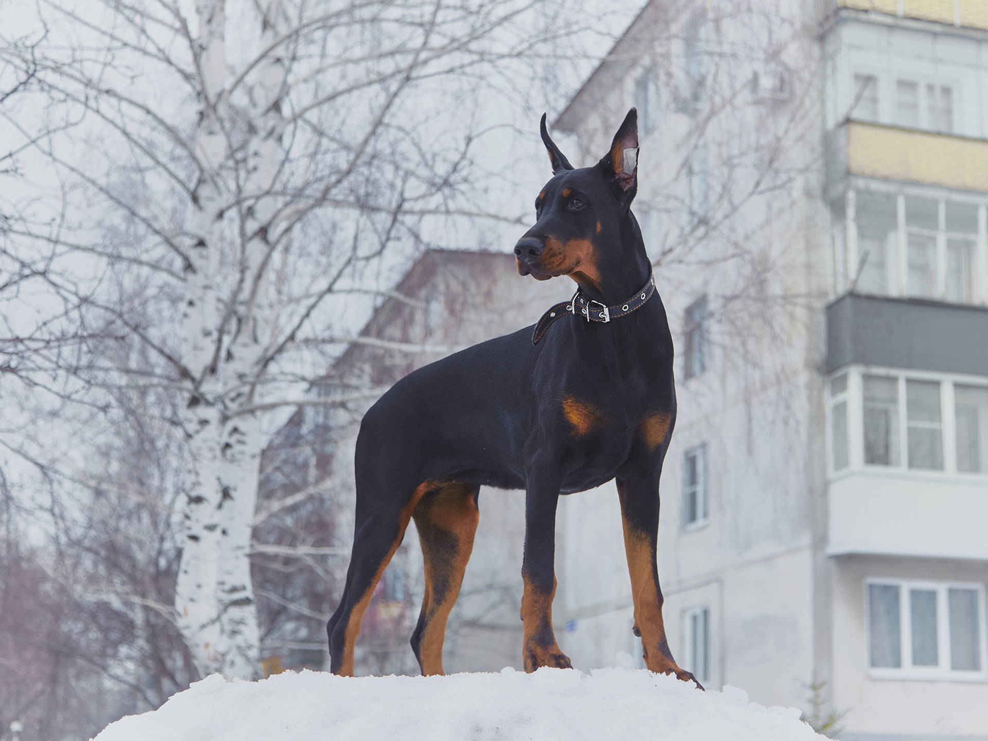 Doberman Pinscher Standing On Snow