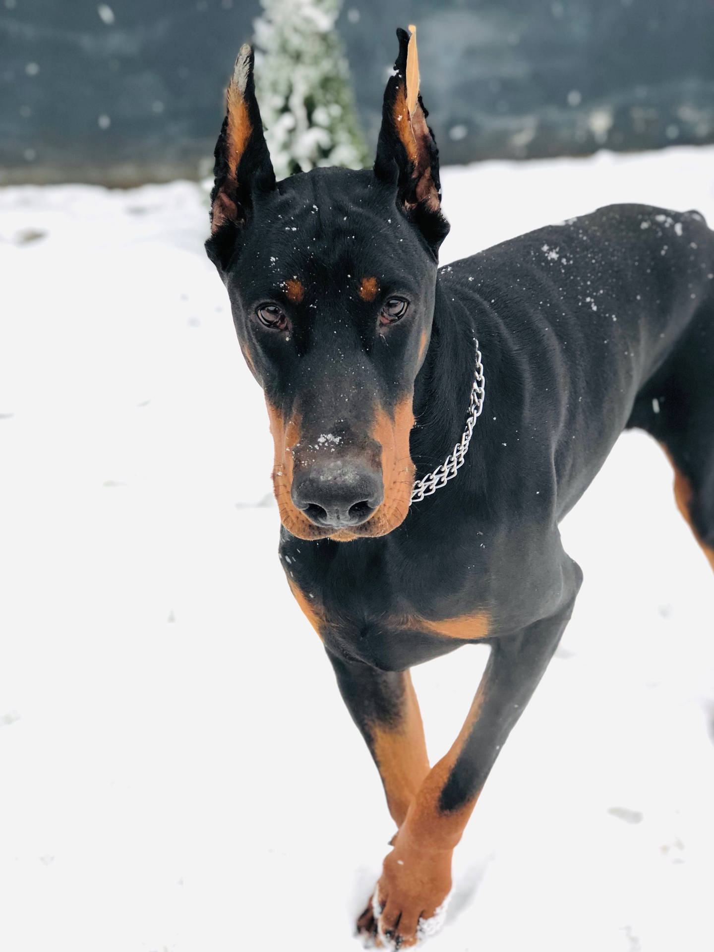 Doberman Pinscher Walking Through A Snowy Field Background