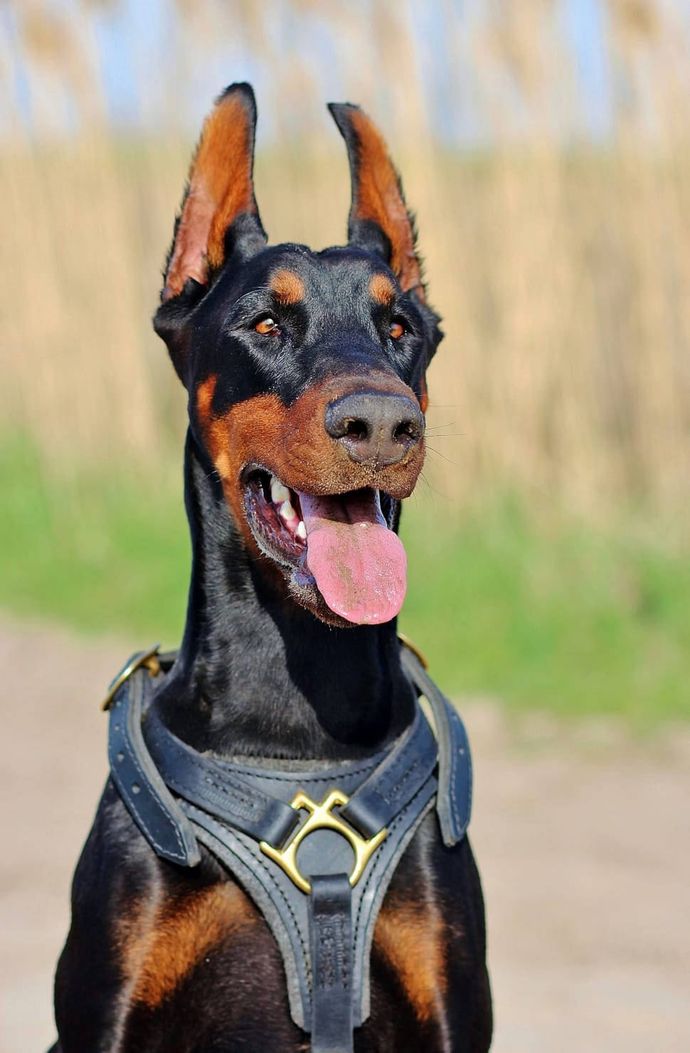 Doberman Pinscher Wearing Leash Vest Background