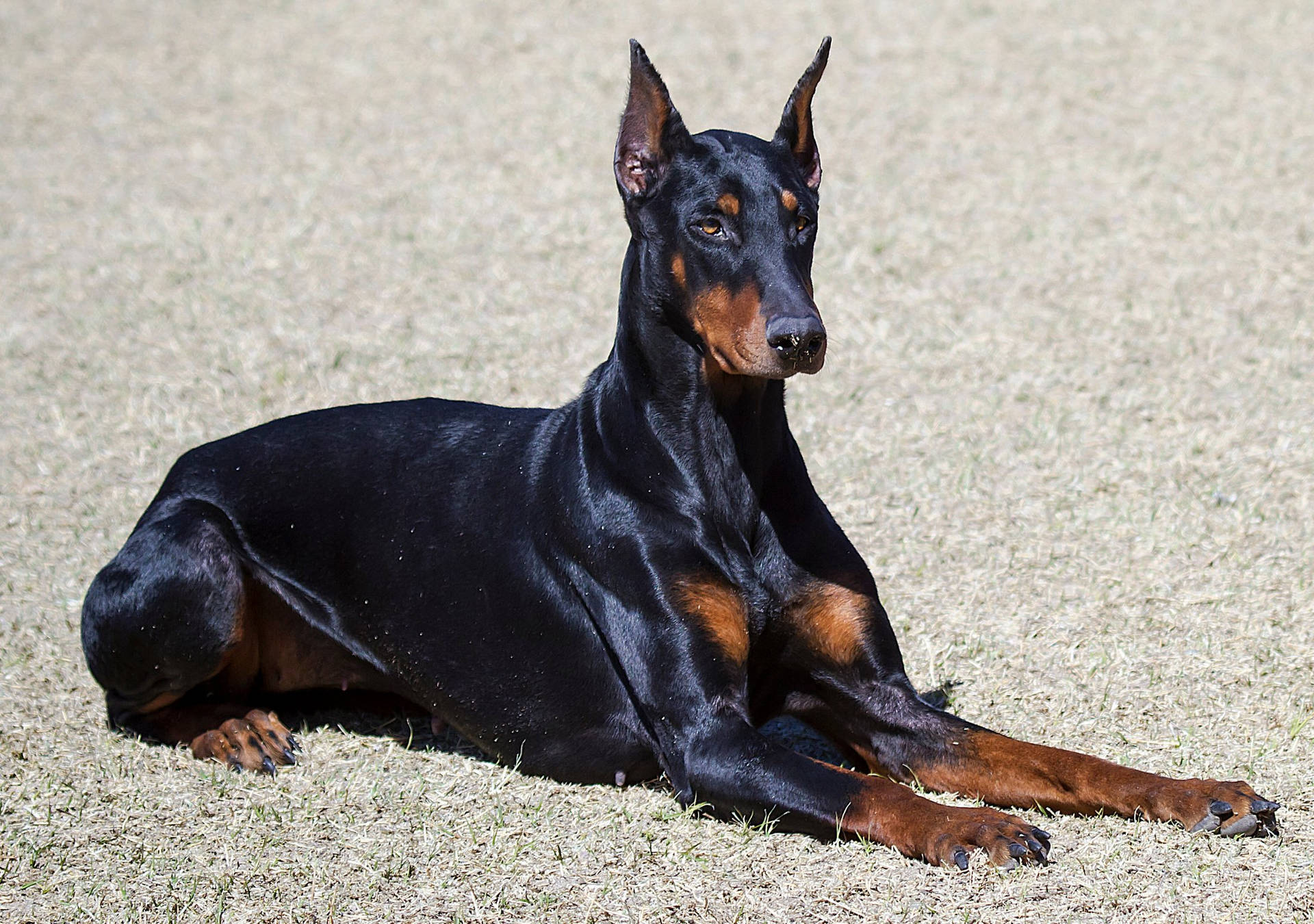 Doberman Pinscher With Shiny Coat Background