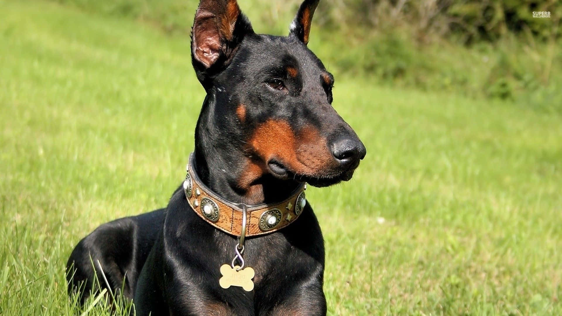 Doberman Rest Background