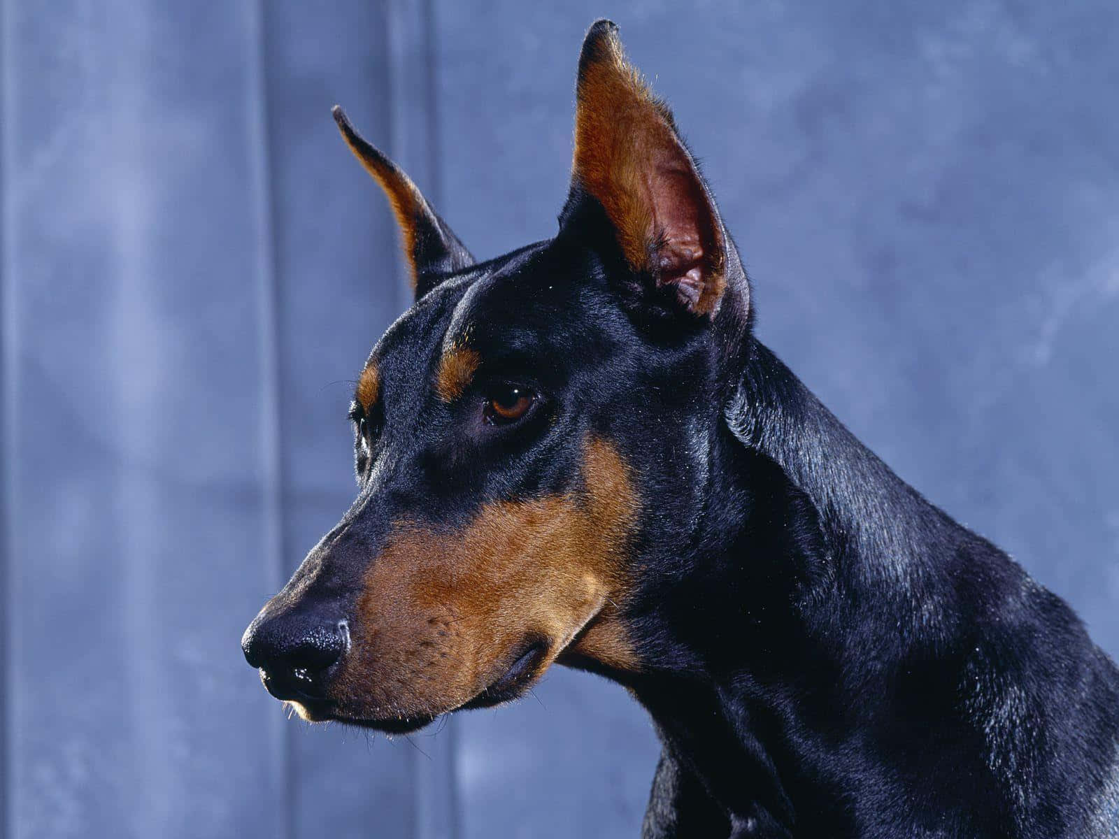 Doberman Side Background