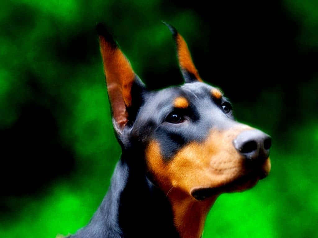 Doberman Side Background